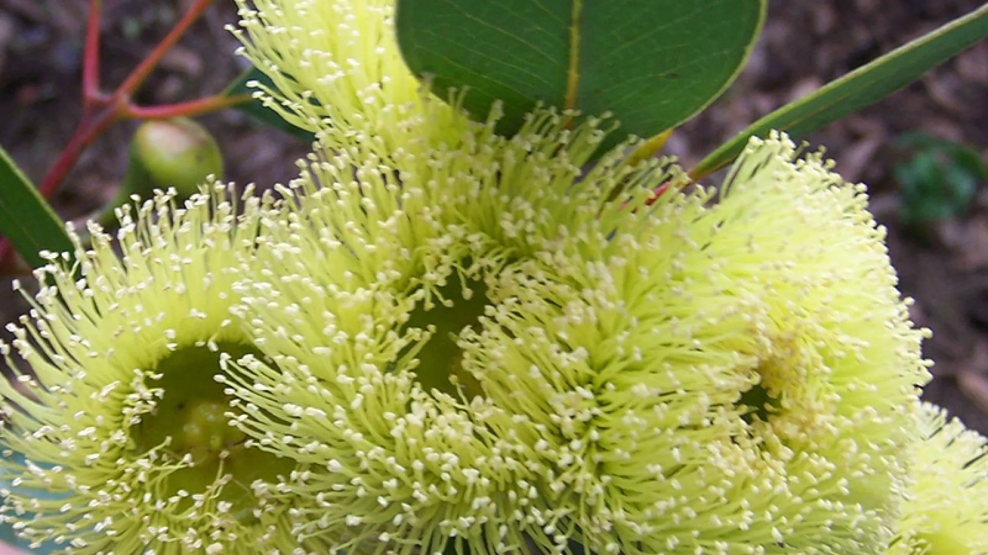Bell-fruited Mallee