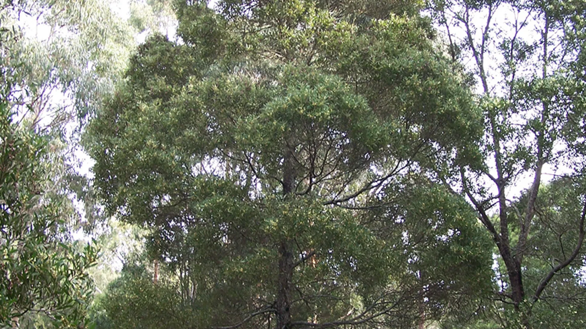 Blackwood Wattle