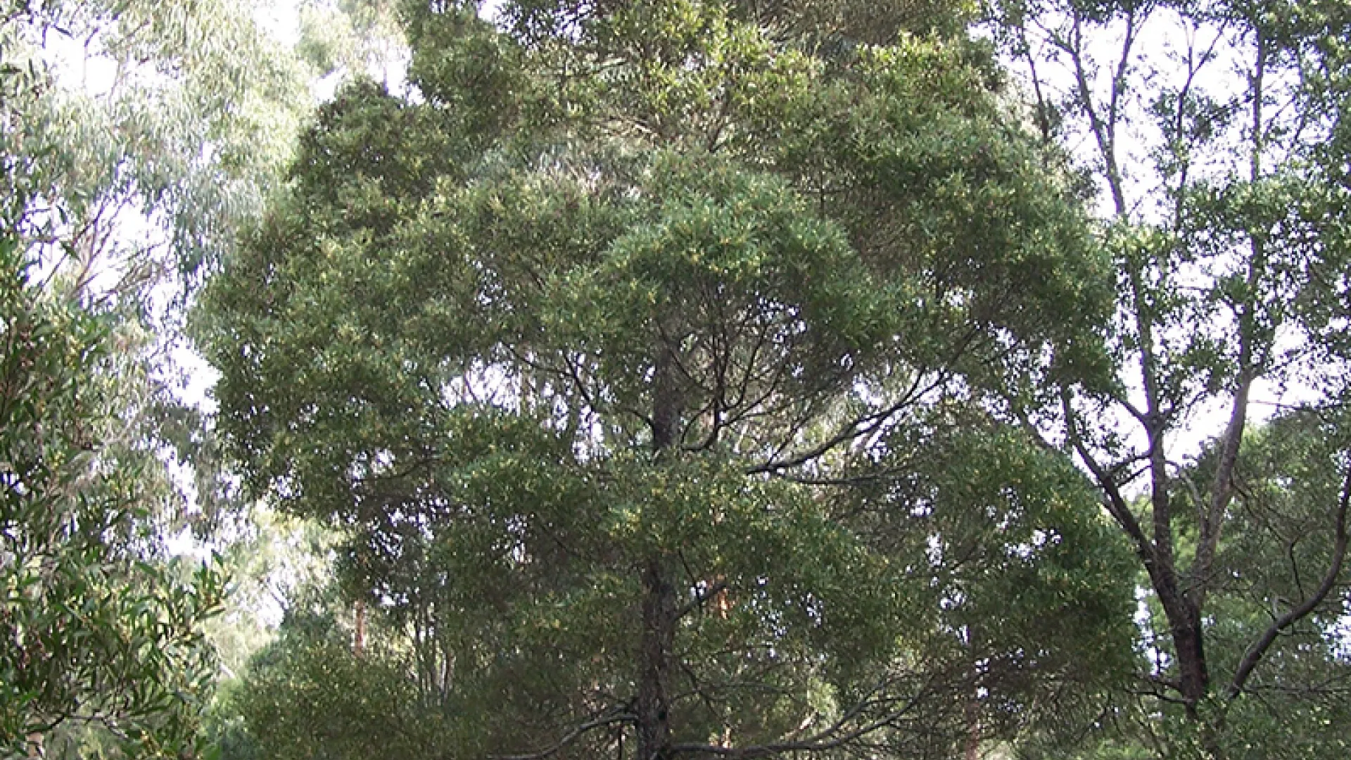 Blackwood Wattle