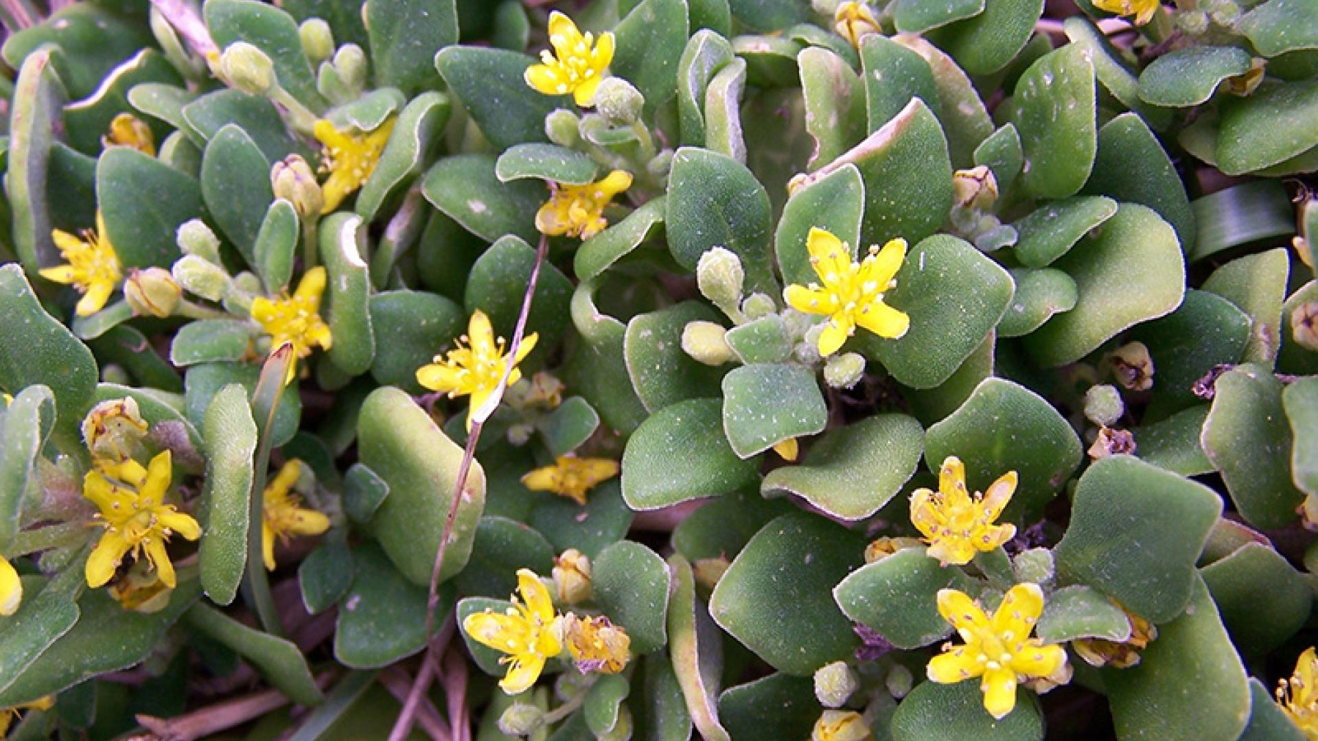 Bower Spinach