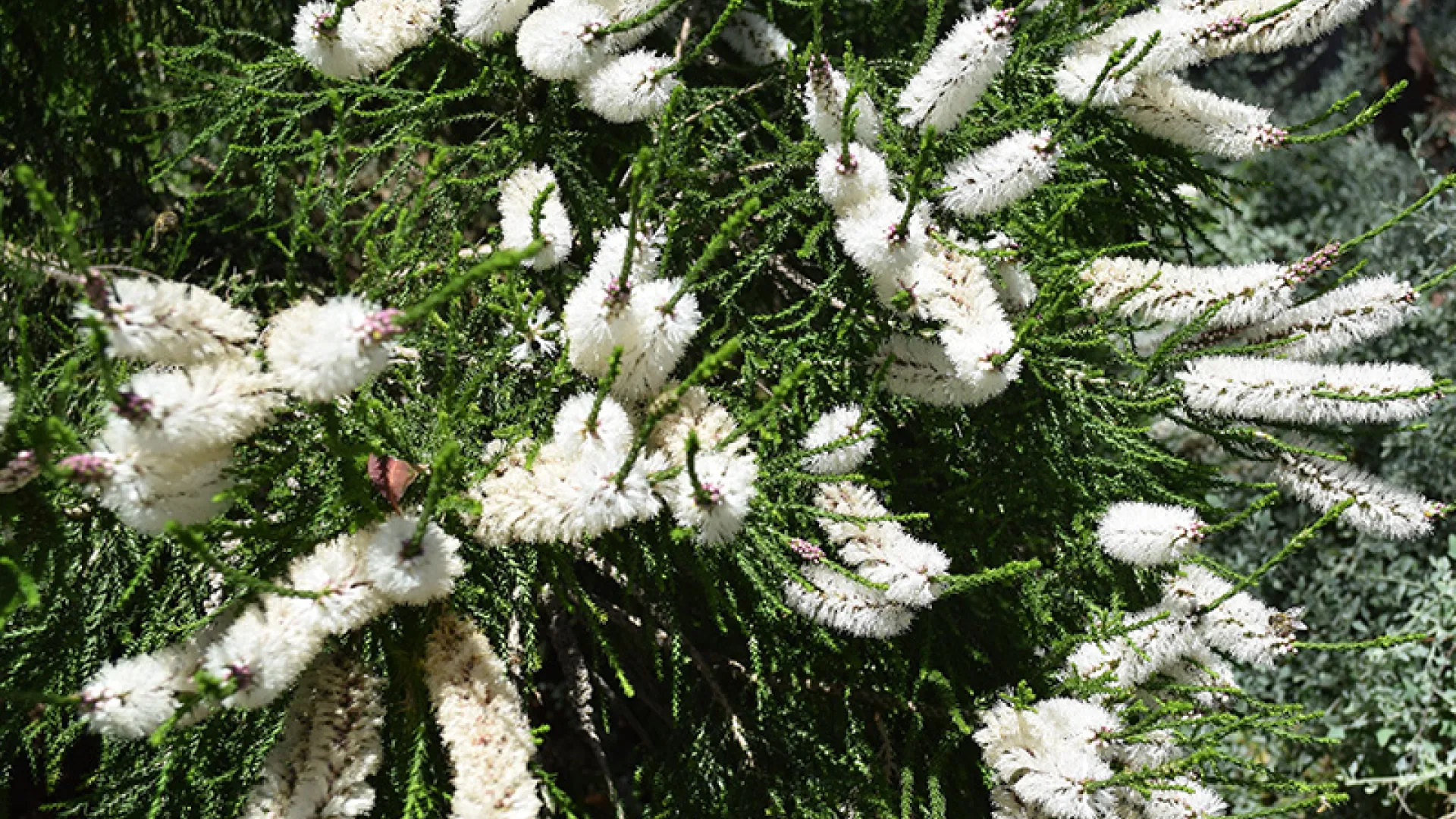 Warrnambool Plant Selector Tool