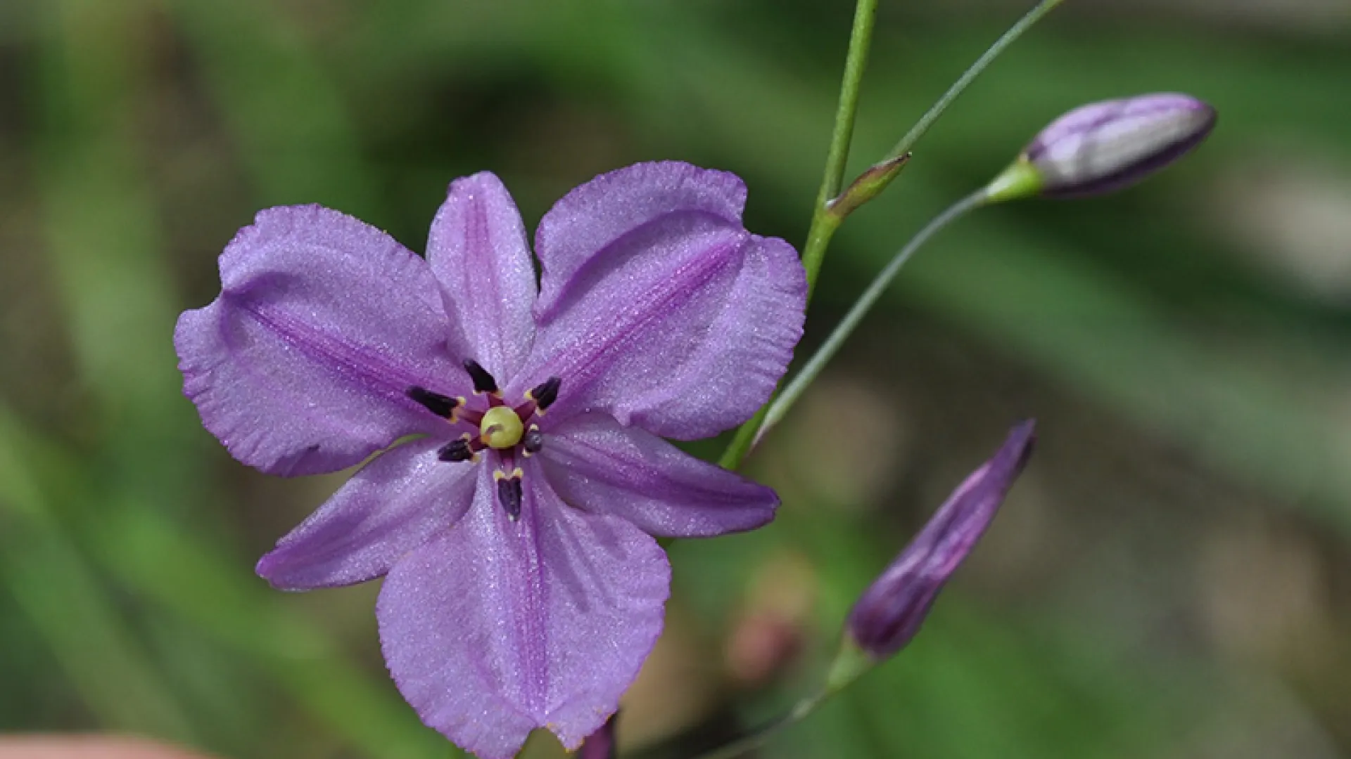 Chocolate Lily