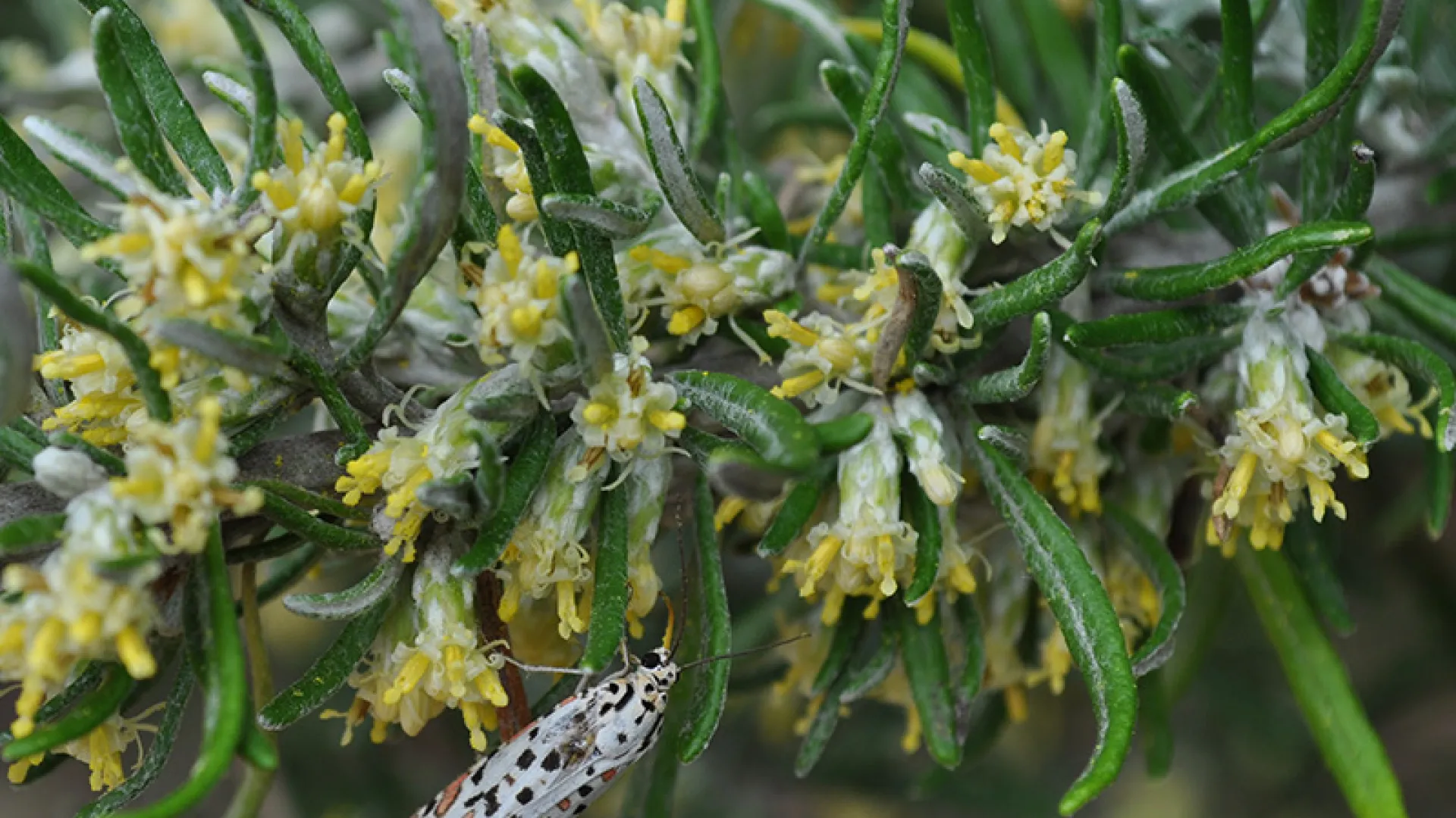 Coast Daisy