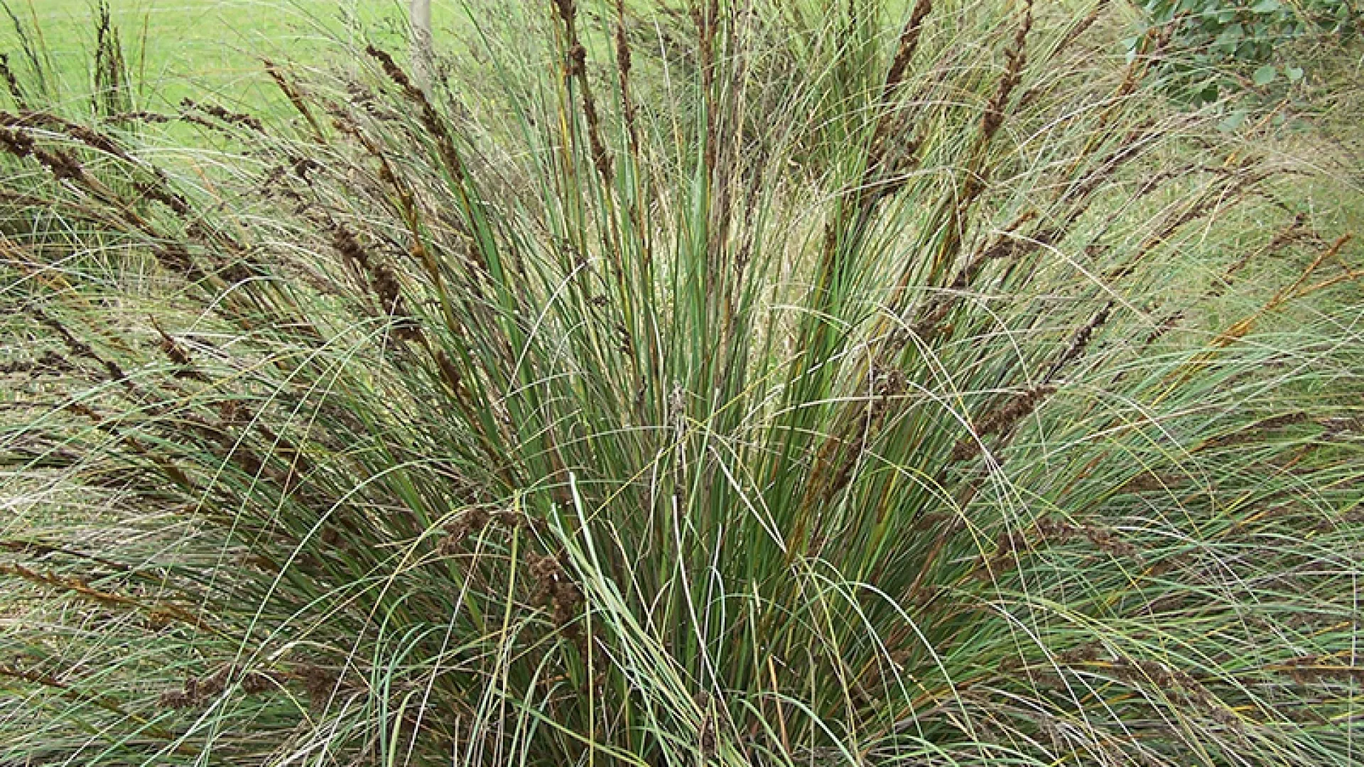 Coast Saw-sedge