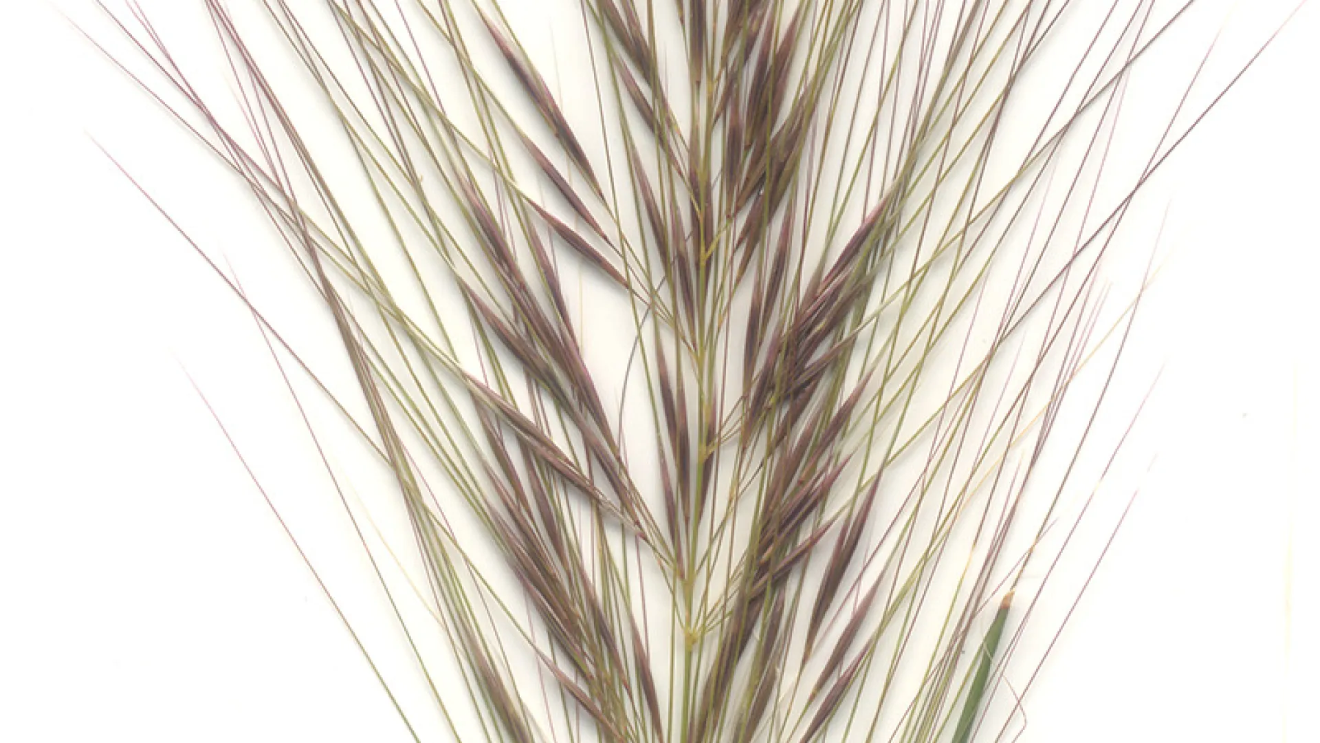 Coast Spear-grass