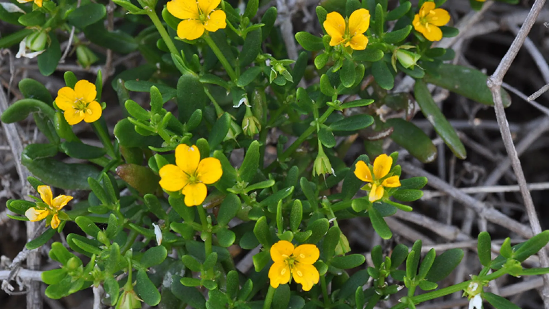 Coast Twin Leaf