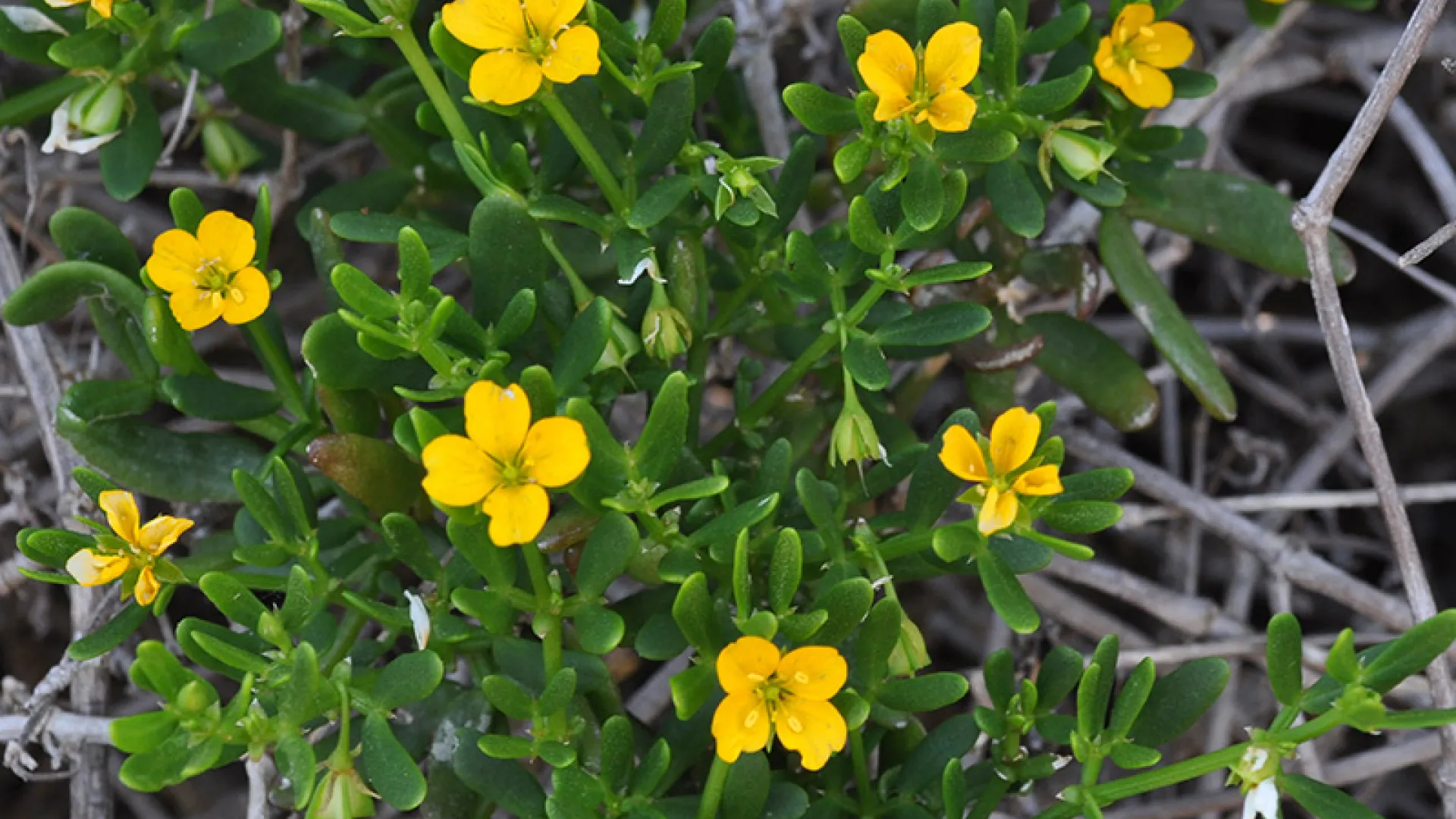Coast Twin Leaf