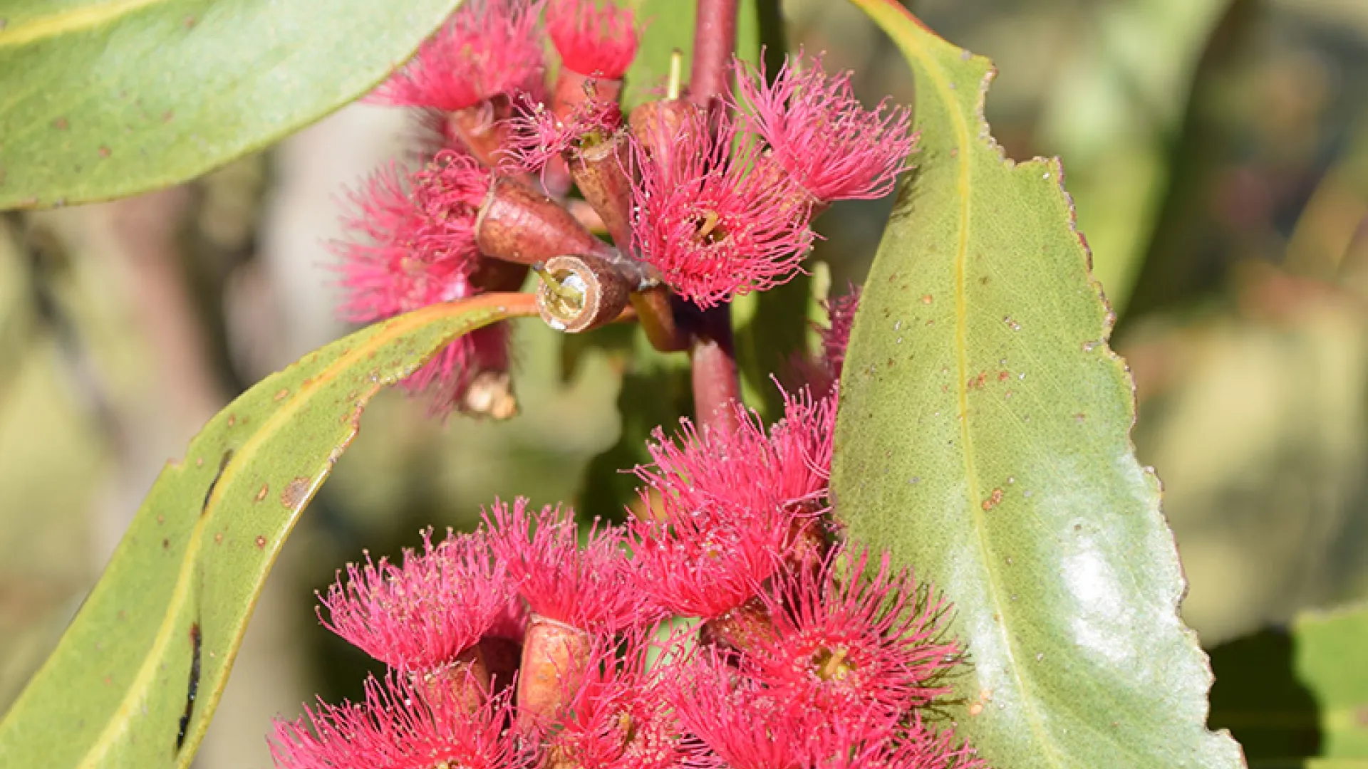 Warrnambool Plant Selector Tool