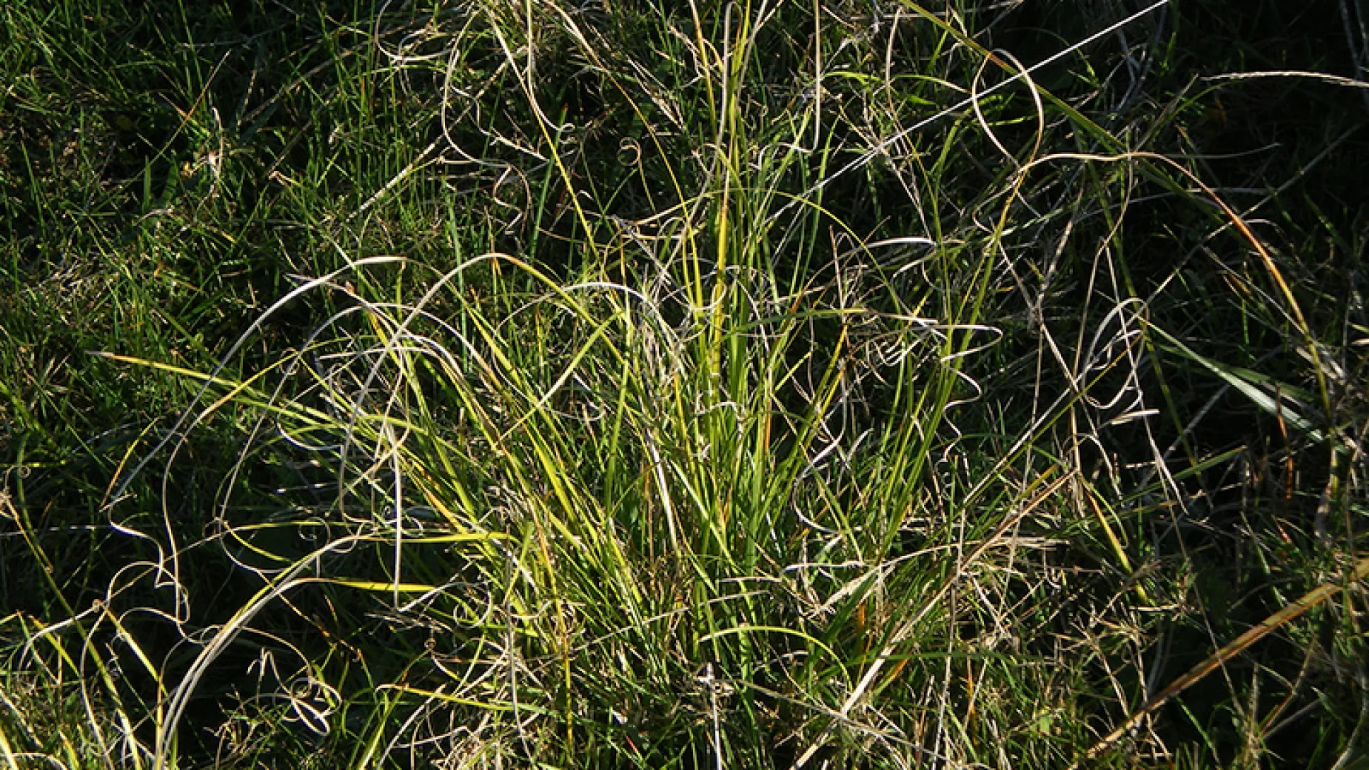 Curly Sedge
