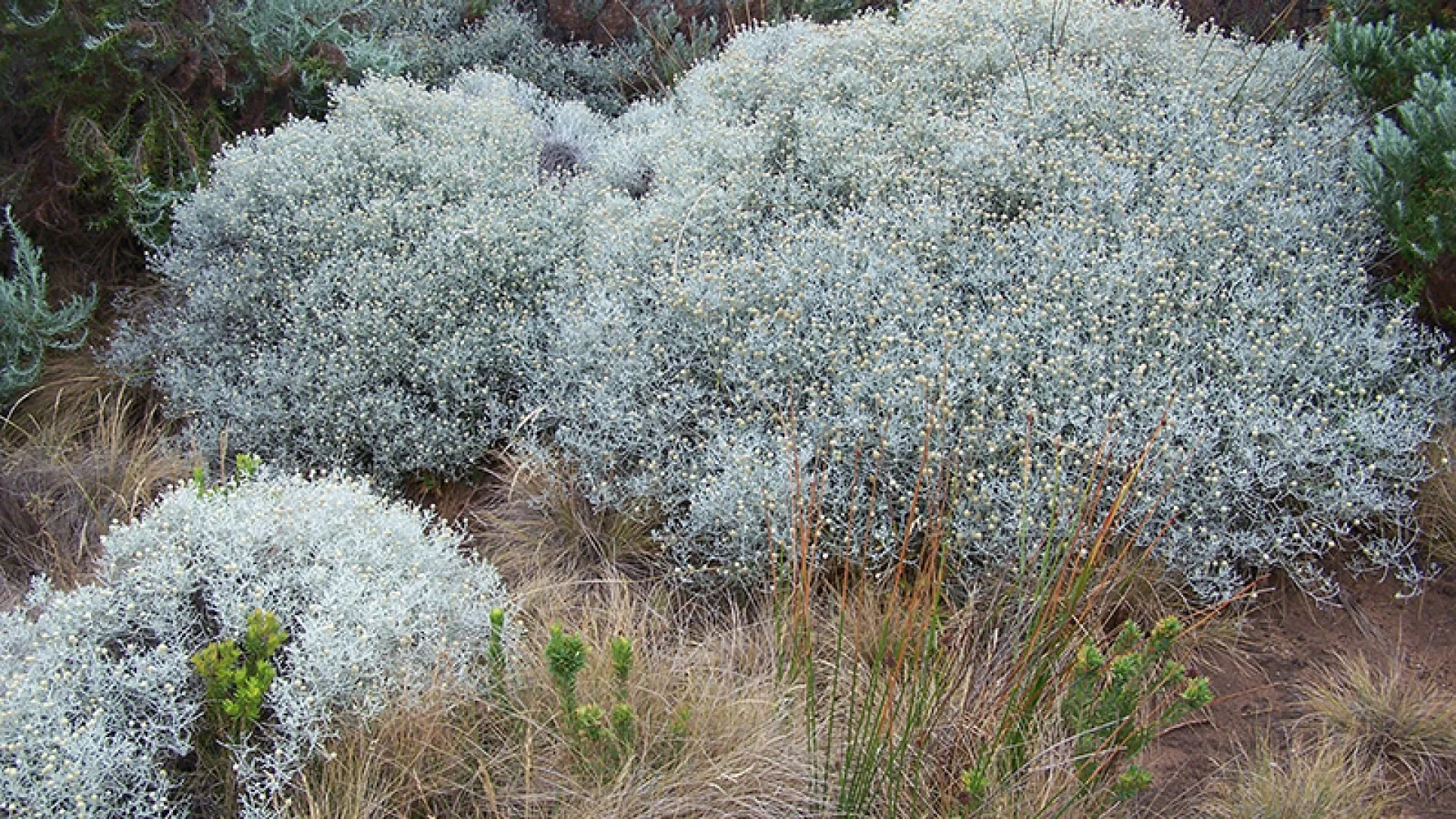 Cushion Bush