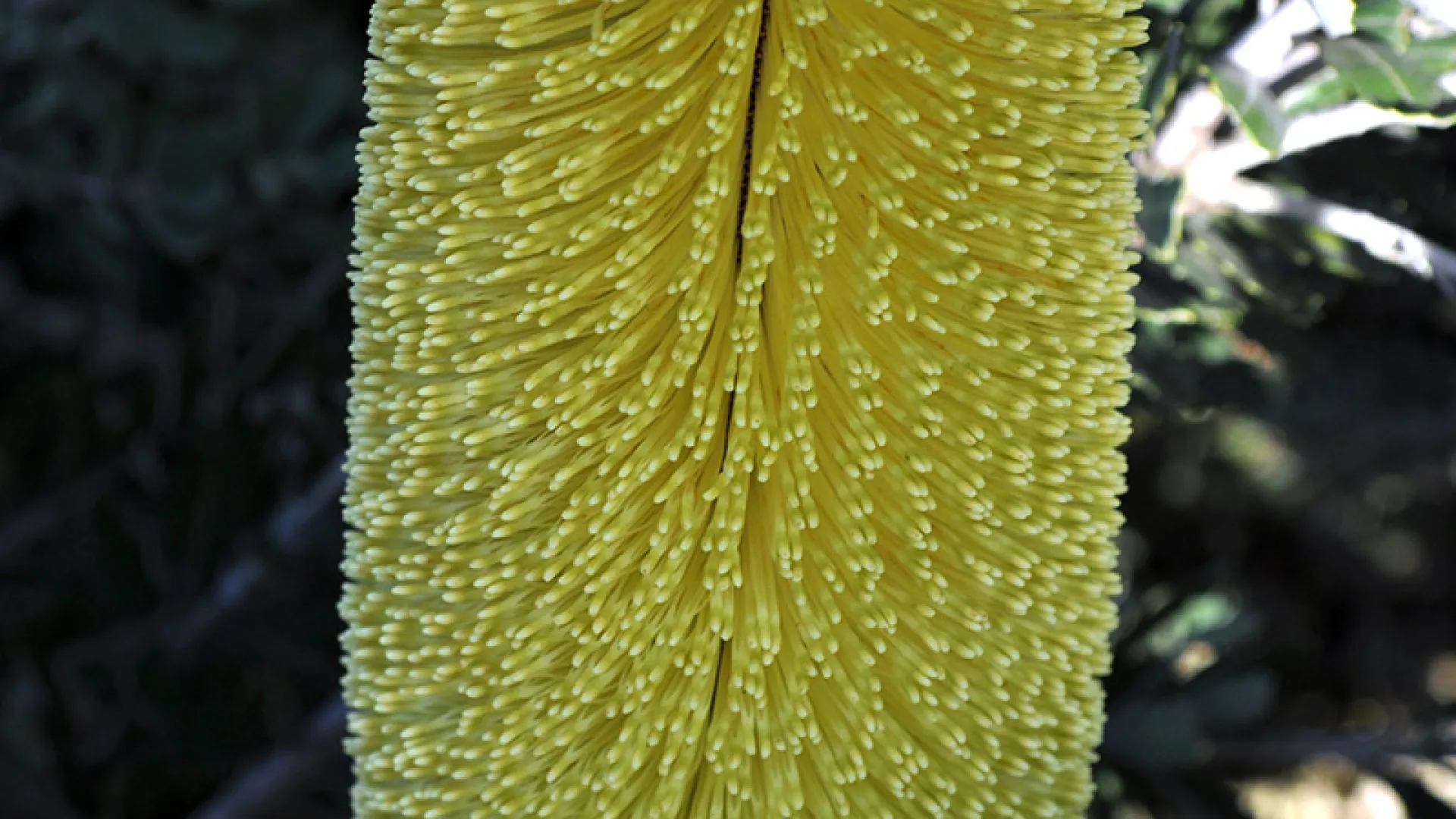 Cut-leaf Banksia yellow form