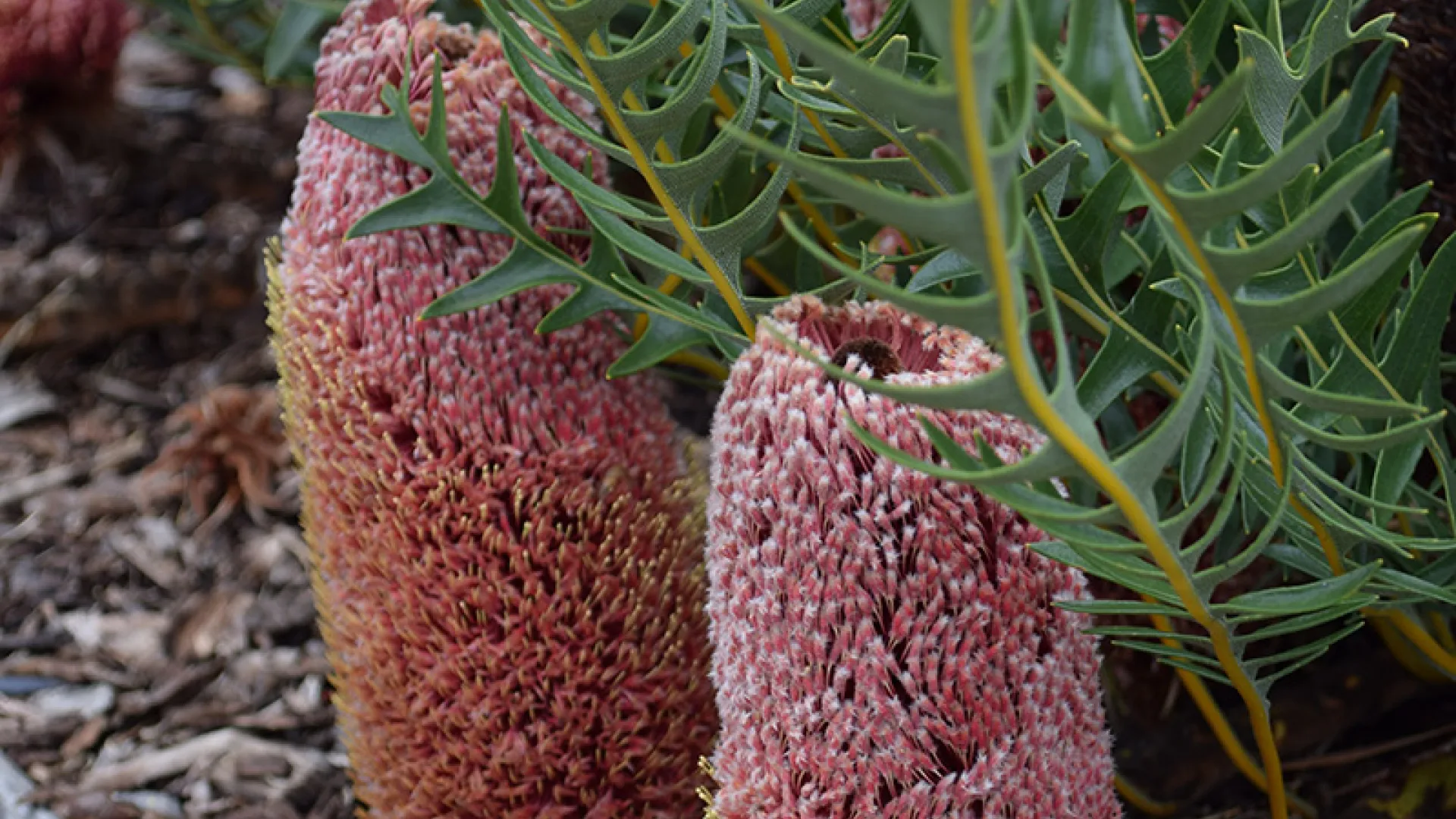 Fern-leaf Banksia