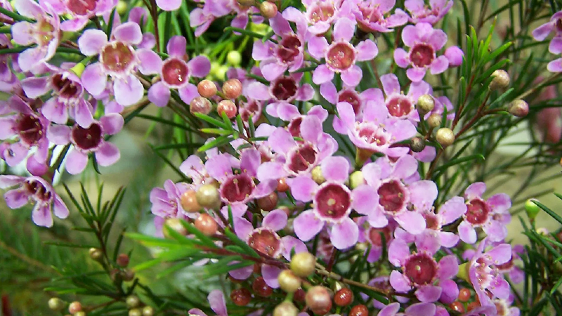 Geraldton wax
