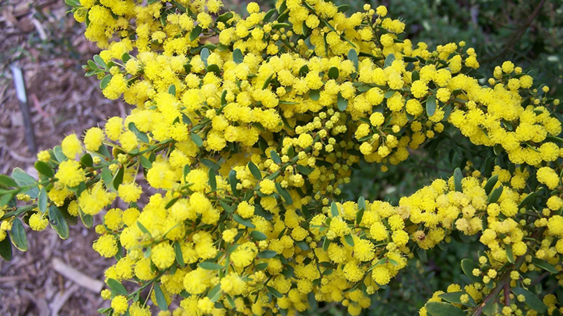 Warrnambool Plant Selector Tool