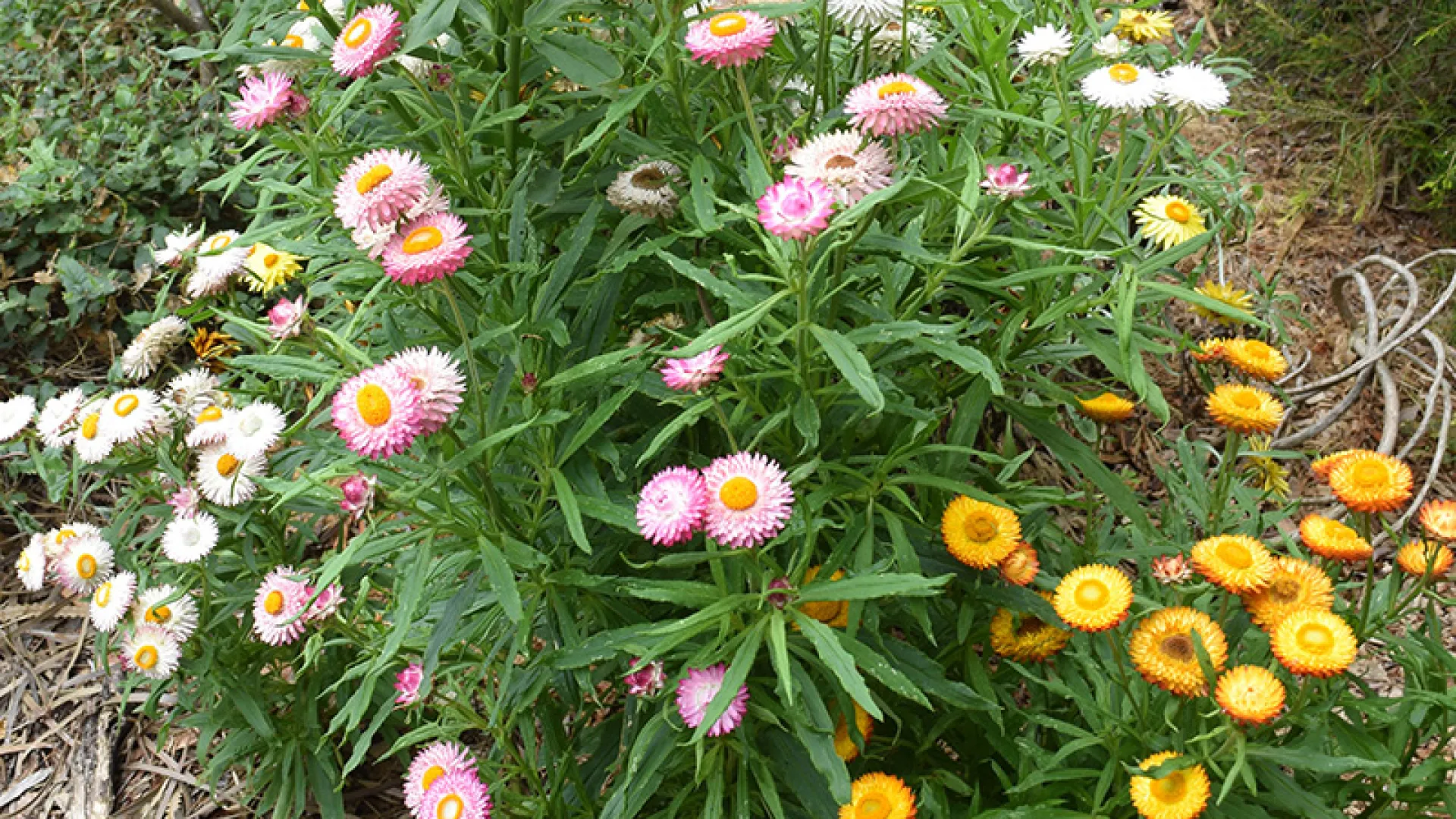 Golden Everlasting