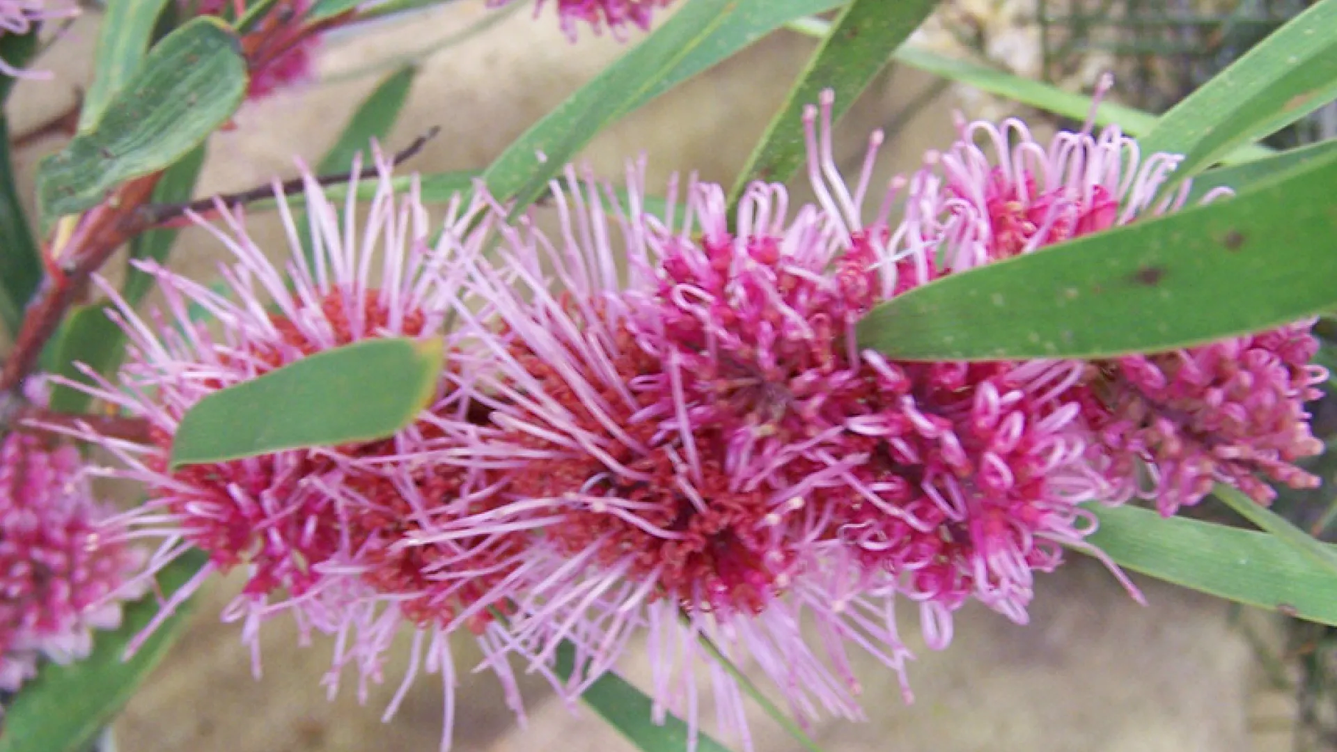 Grass-leaf Hakea
