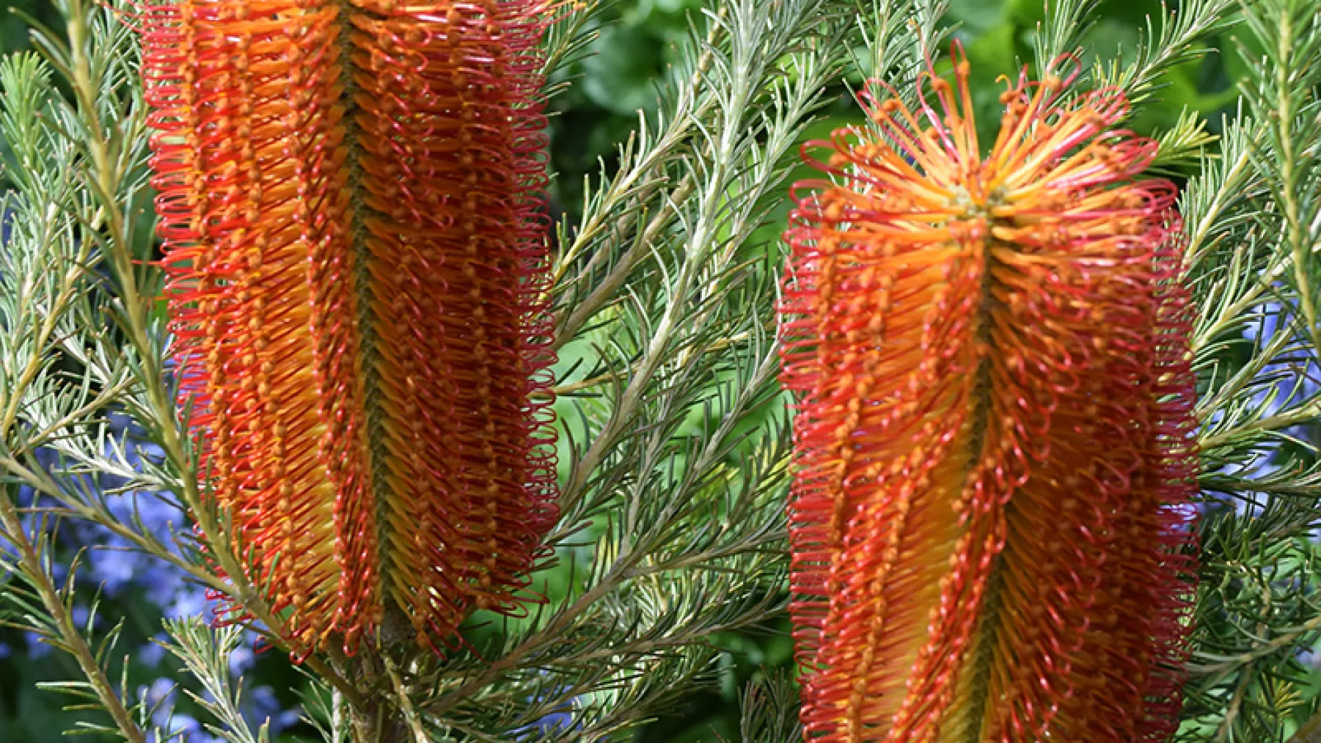 Warrnambool Plant Selector Tool