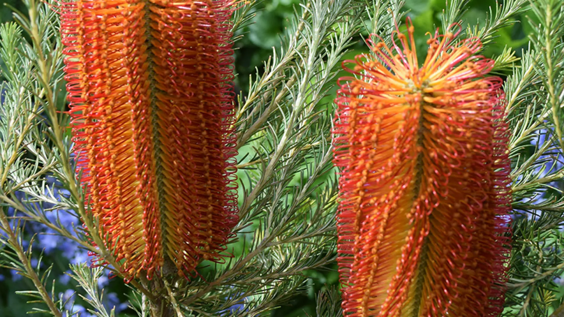 Warrnambool Plant Selector Tool