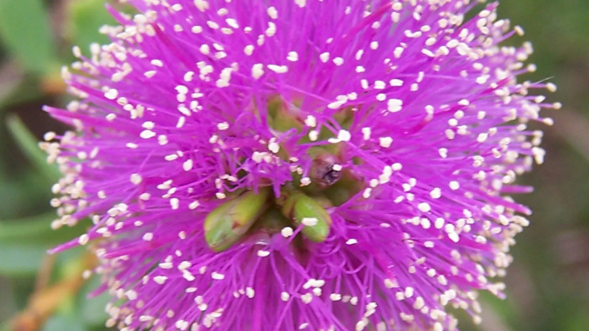 Honey-myrtle
