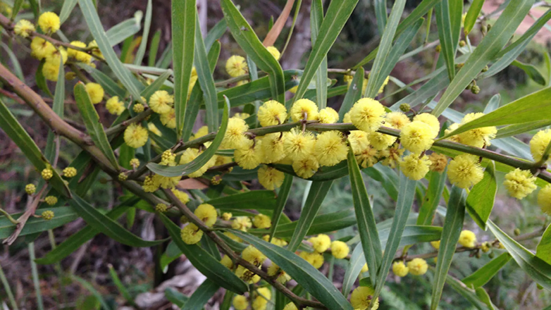 Hop Wattle