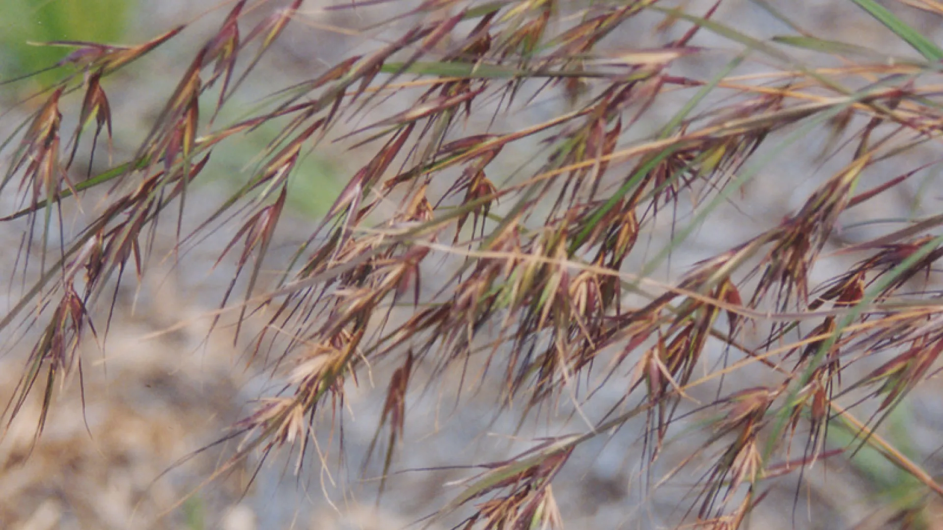 Kangaroo Grass