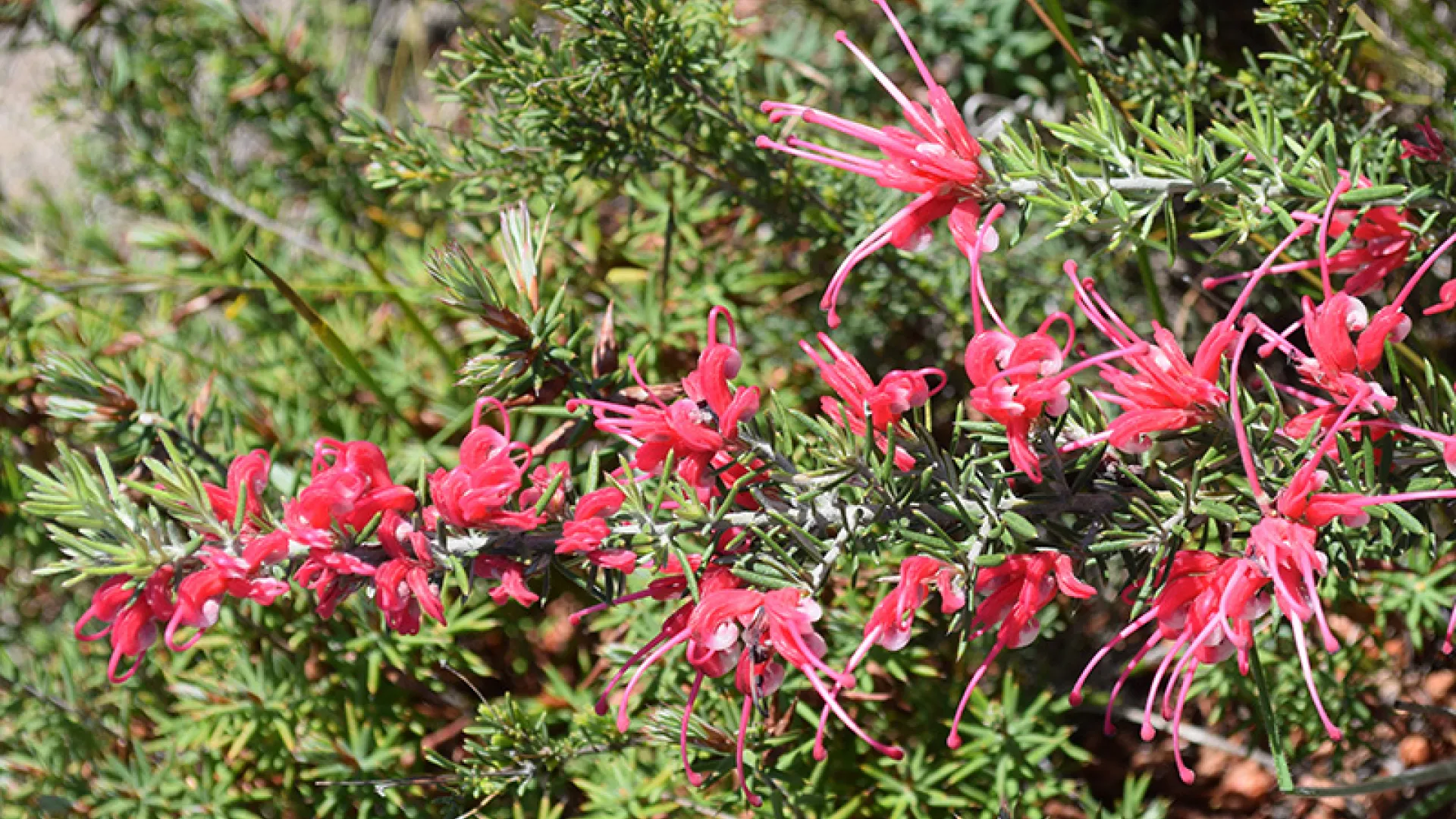 Lavender Grevillea