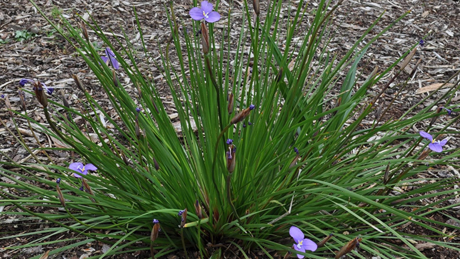 Long-purple Flag