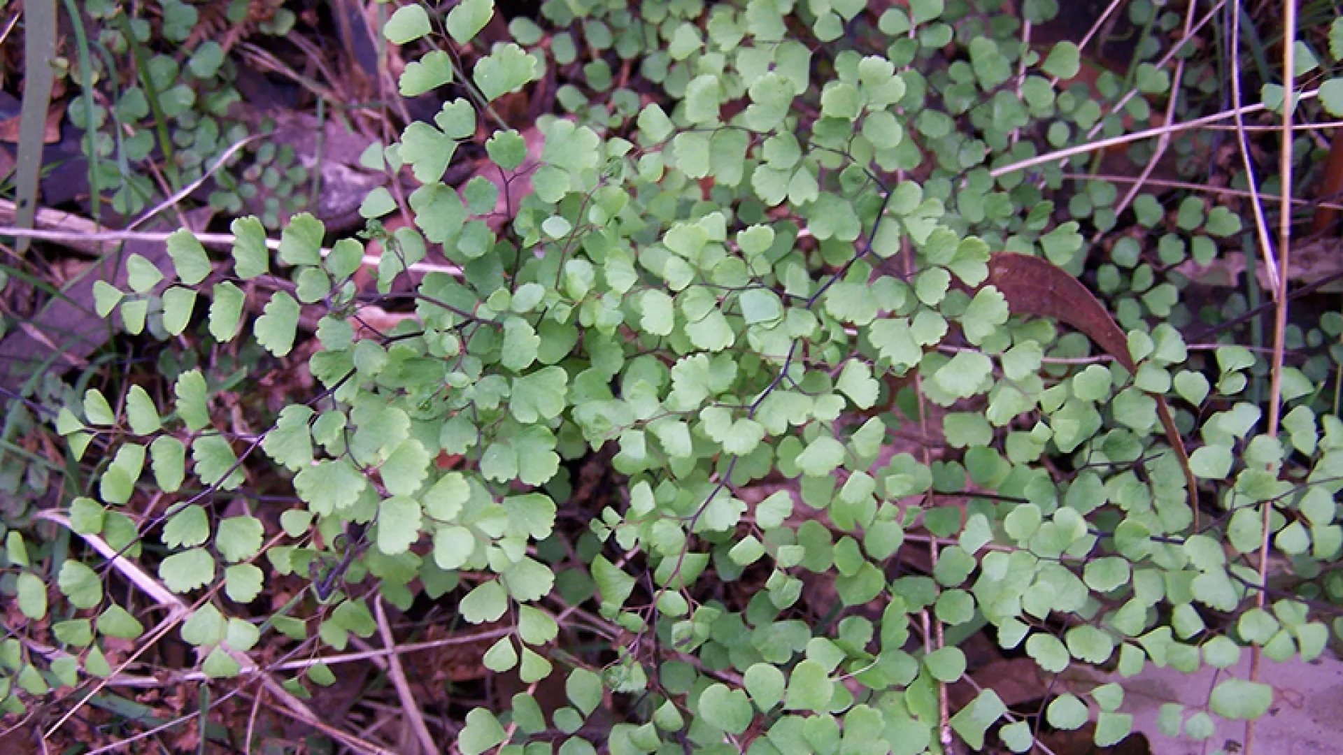 Maidenhair Fern
