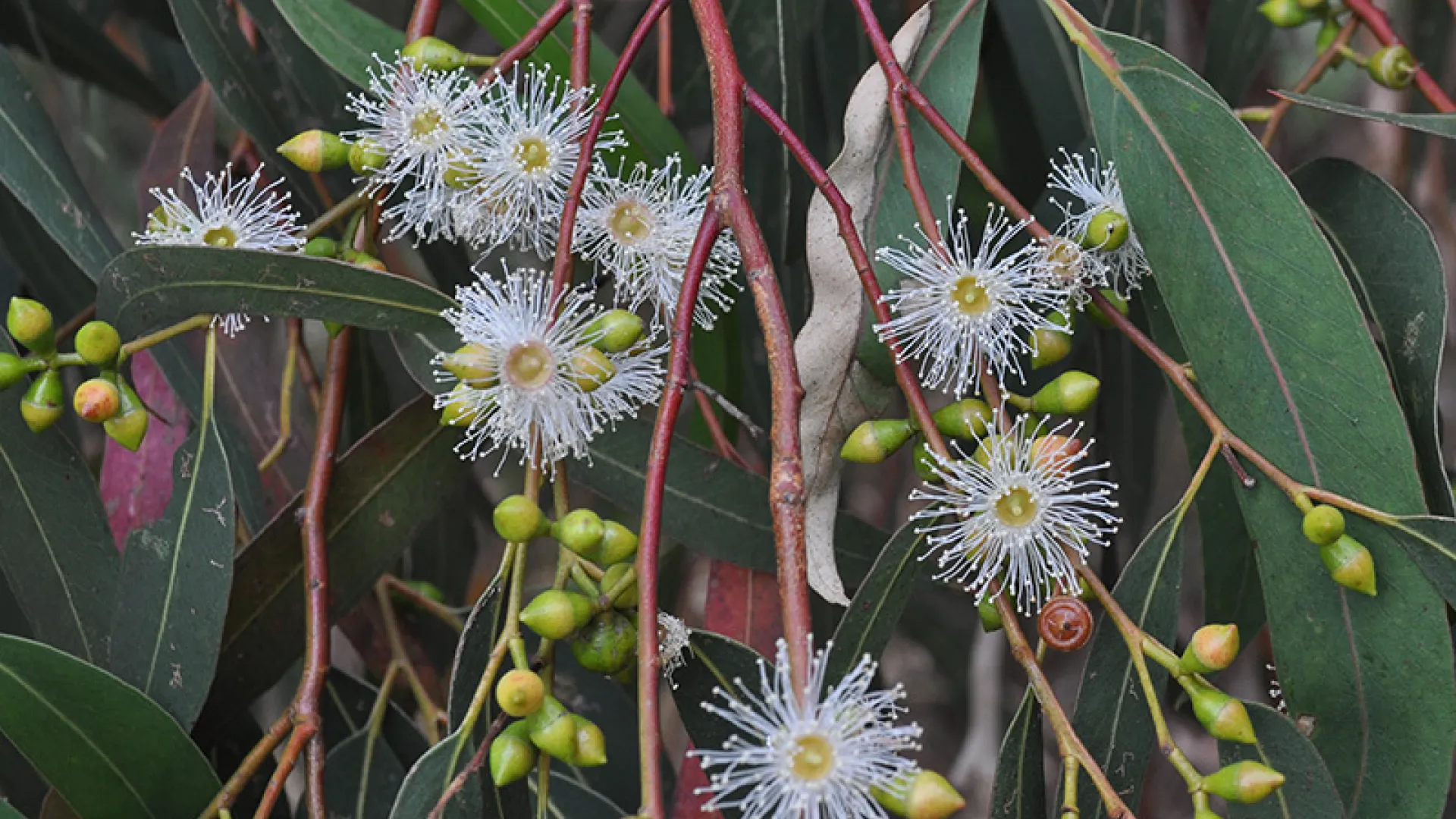 Manna Gum