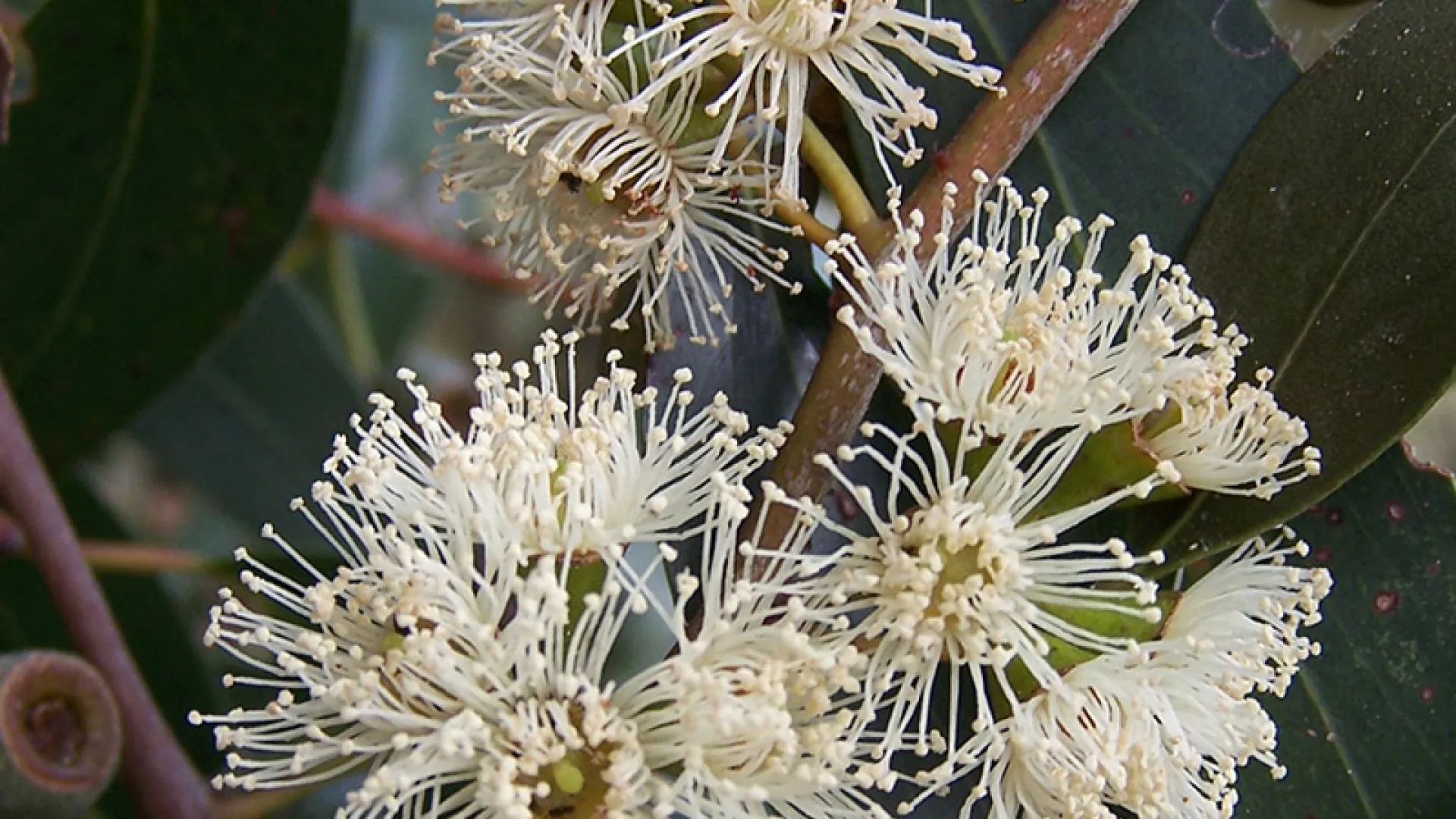 Messmate