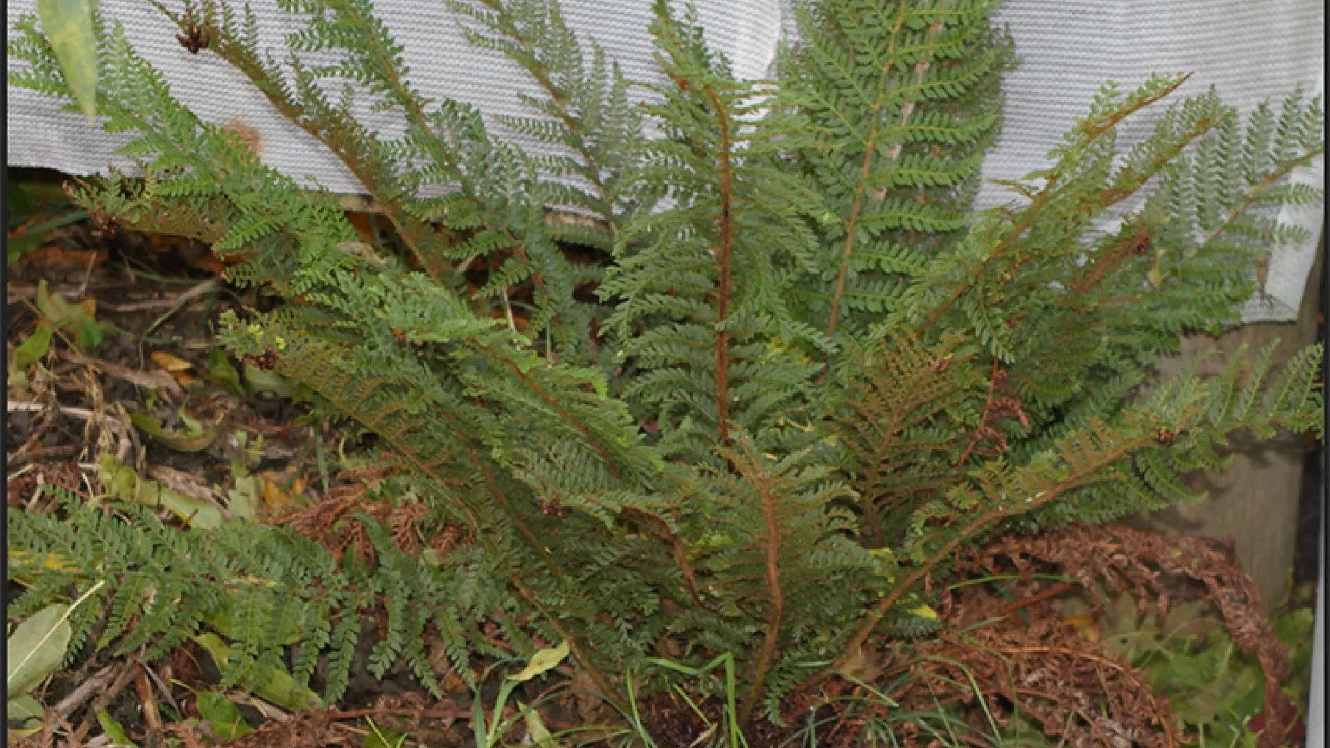 Mother Shield-fern