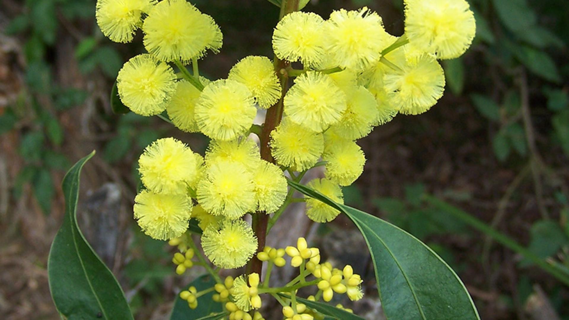 Myrtle Wattle