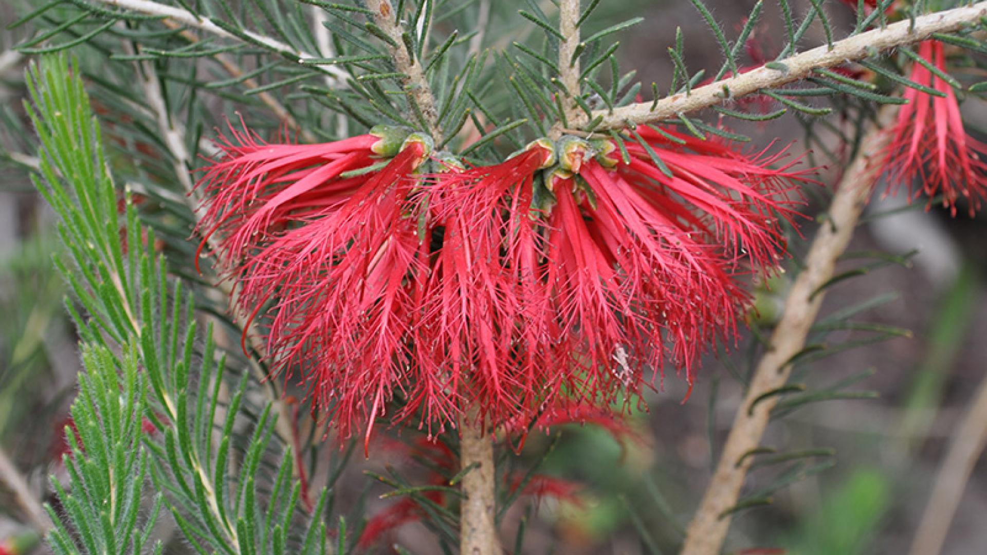 One-sided Bottlebrush