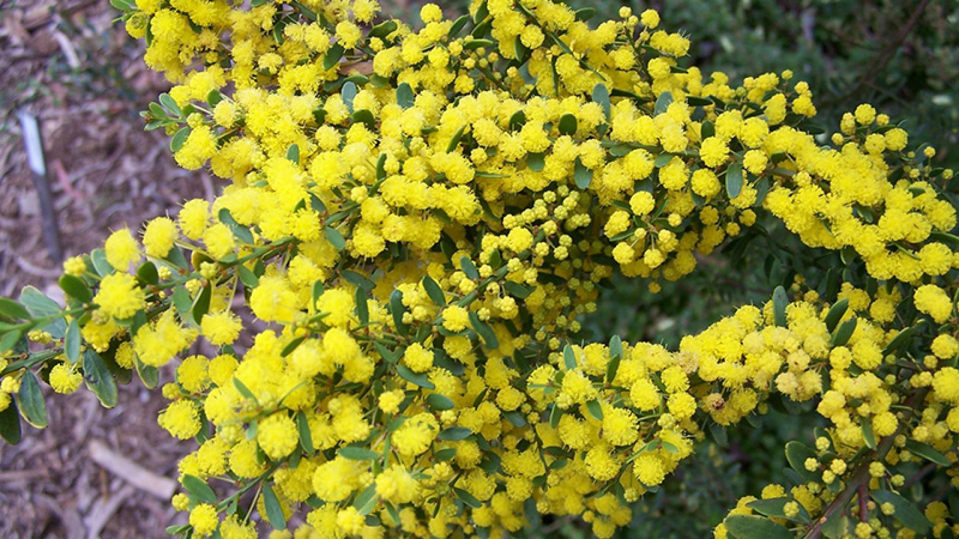 Ovens Wattle