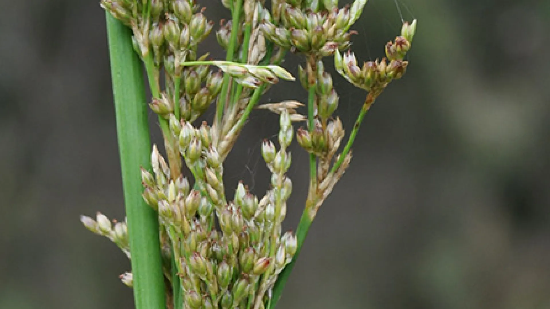 Pale Rush