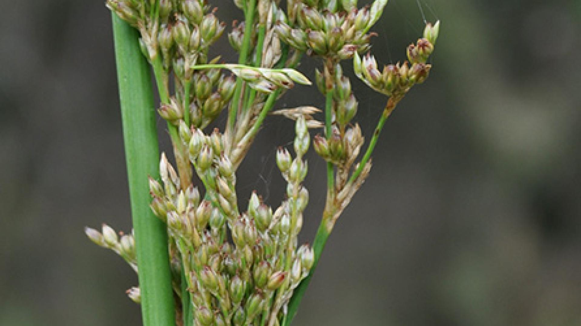 Pale Rush