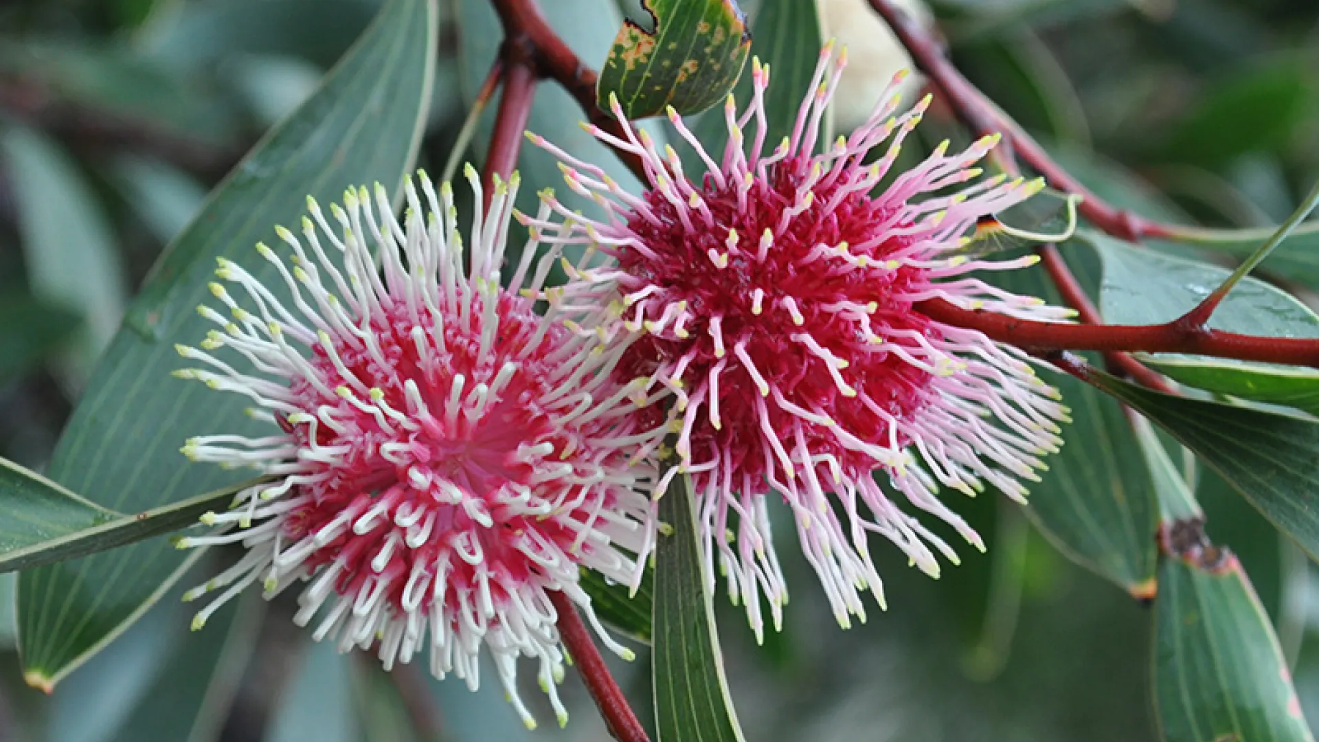 Warrnambool Plant Selector Tool