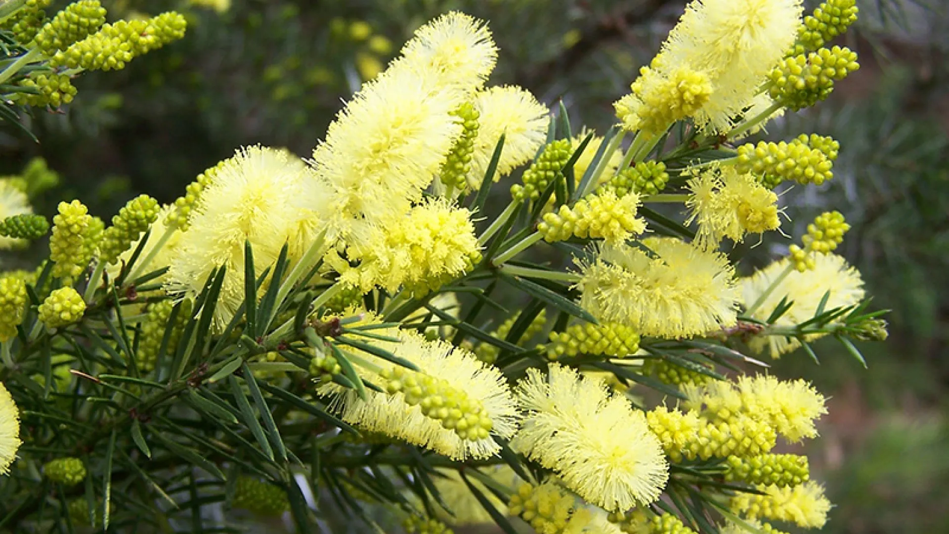 Prickly Moses