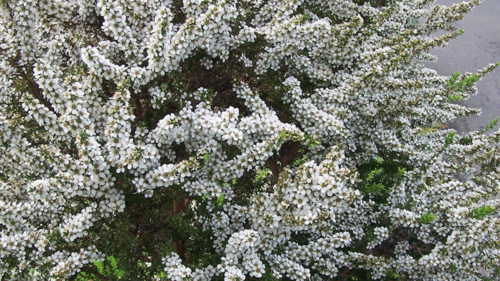 Prickly Tea-tree