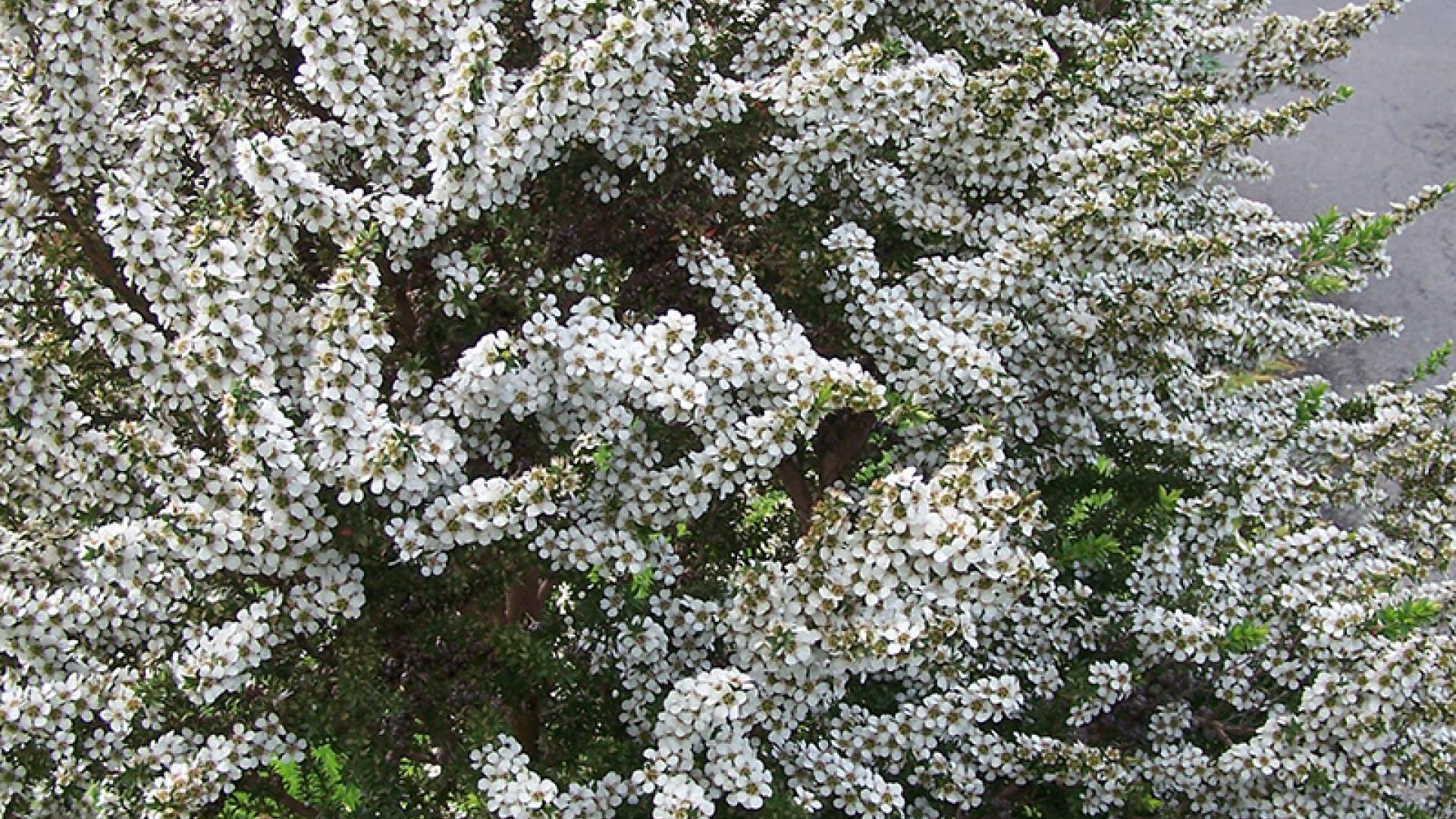 Prickly Tea-tree