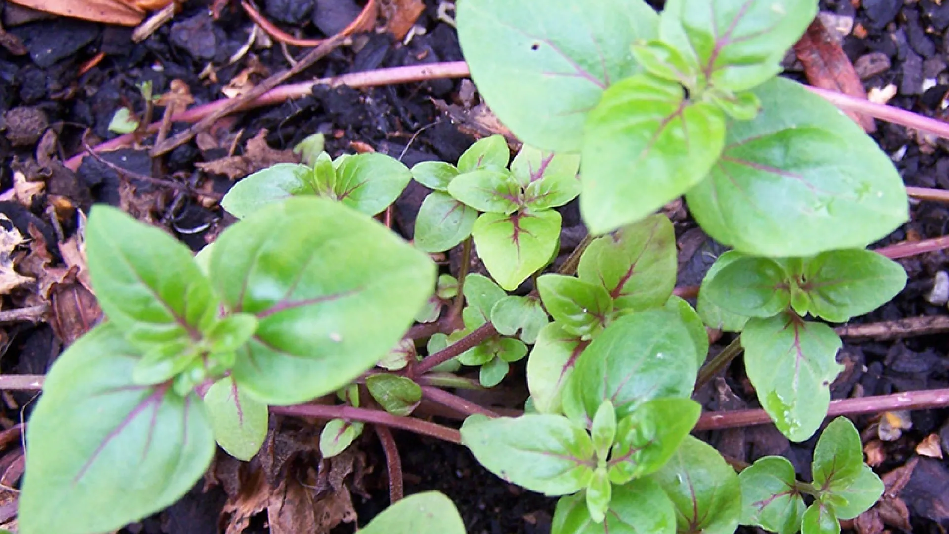 River Mint