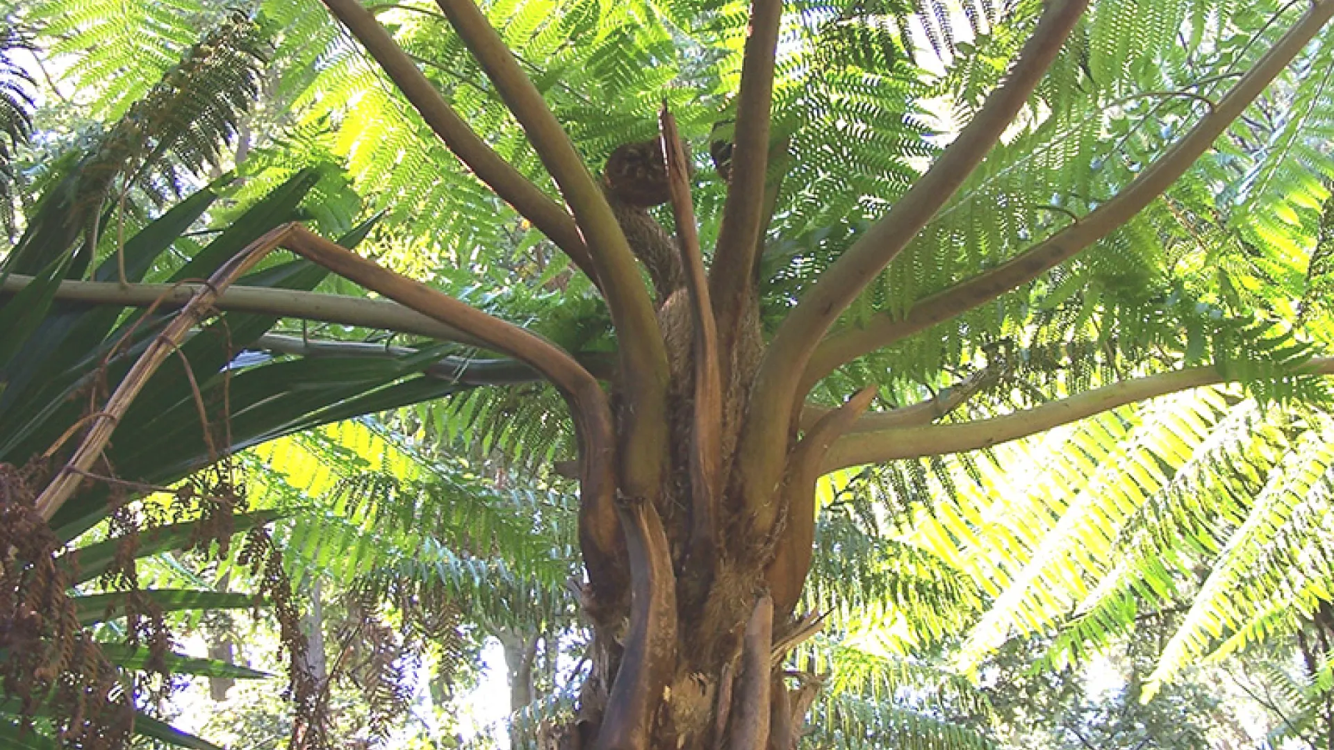 Rough Tree Fern