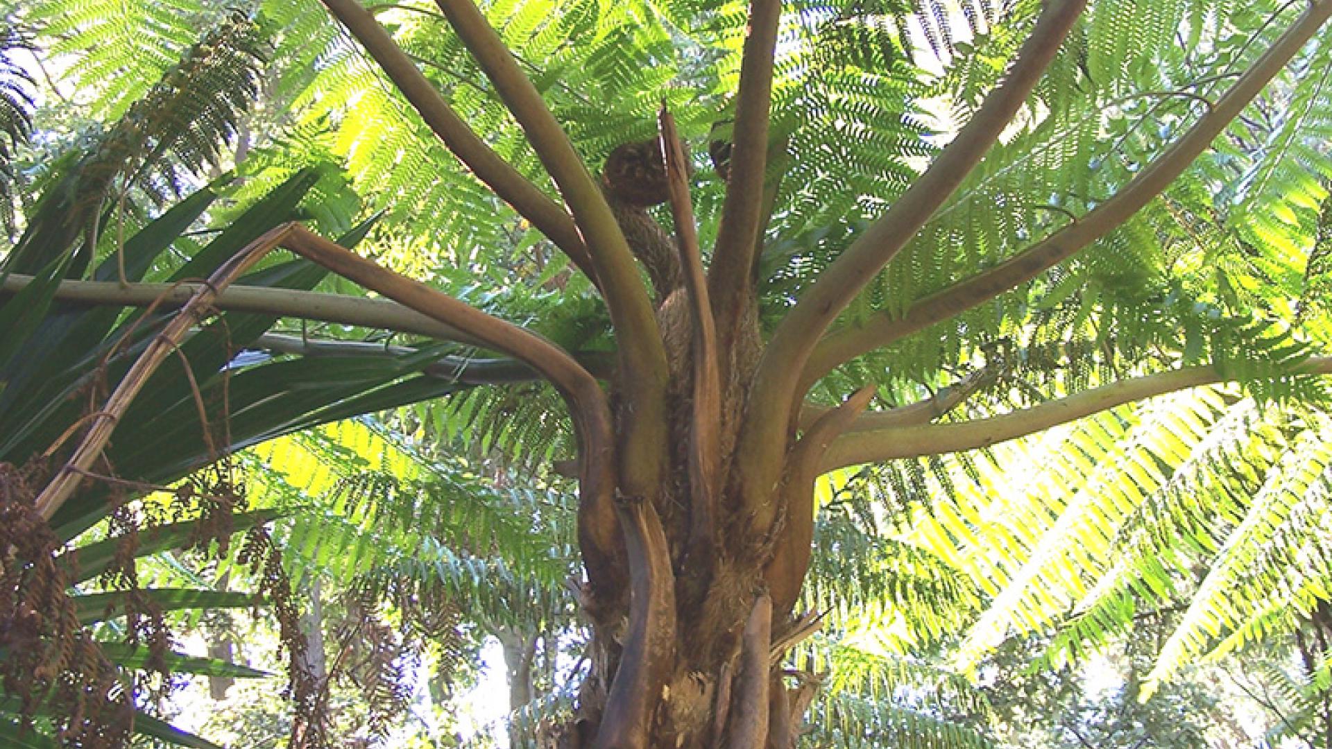Rough Tree Fern