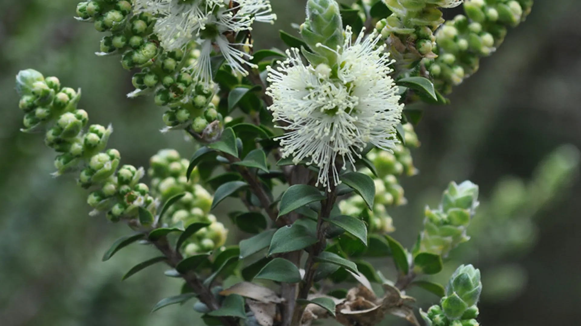 Scented Paper-bark
