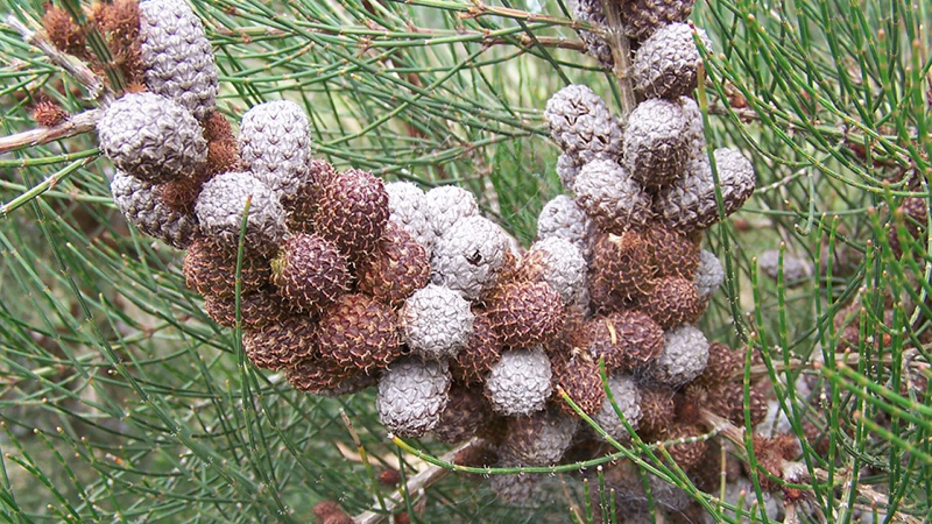 Scrub She-oak