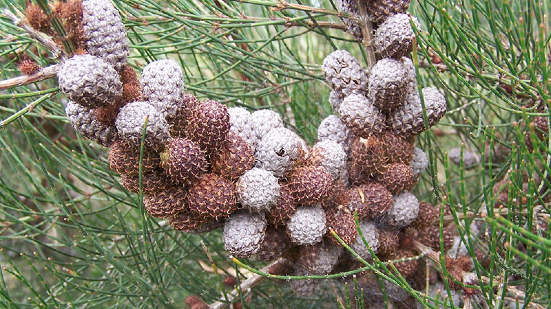 Scrub She-oak