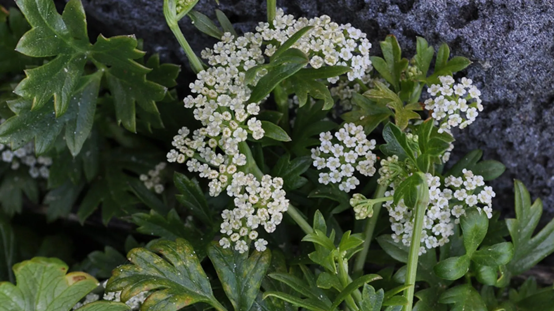 Sea Celery