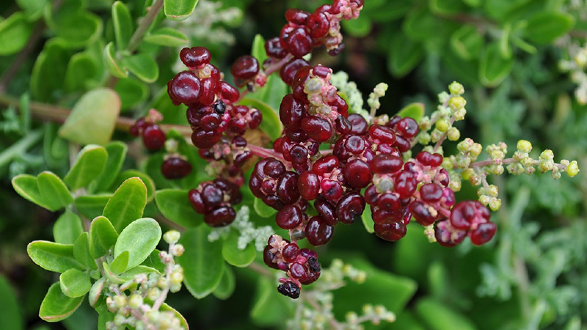 Seaberry Saltbush