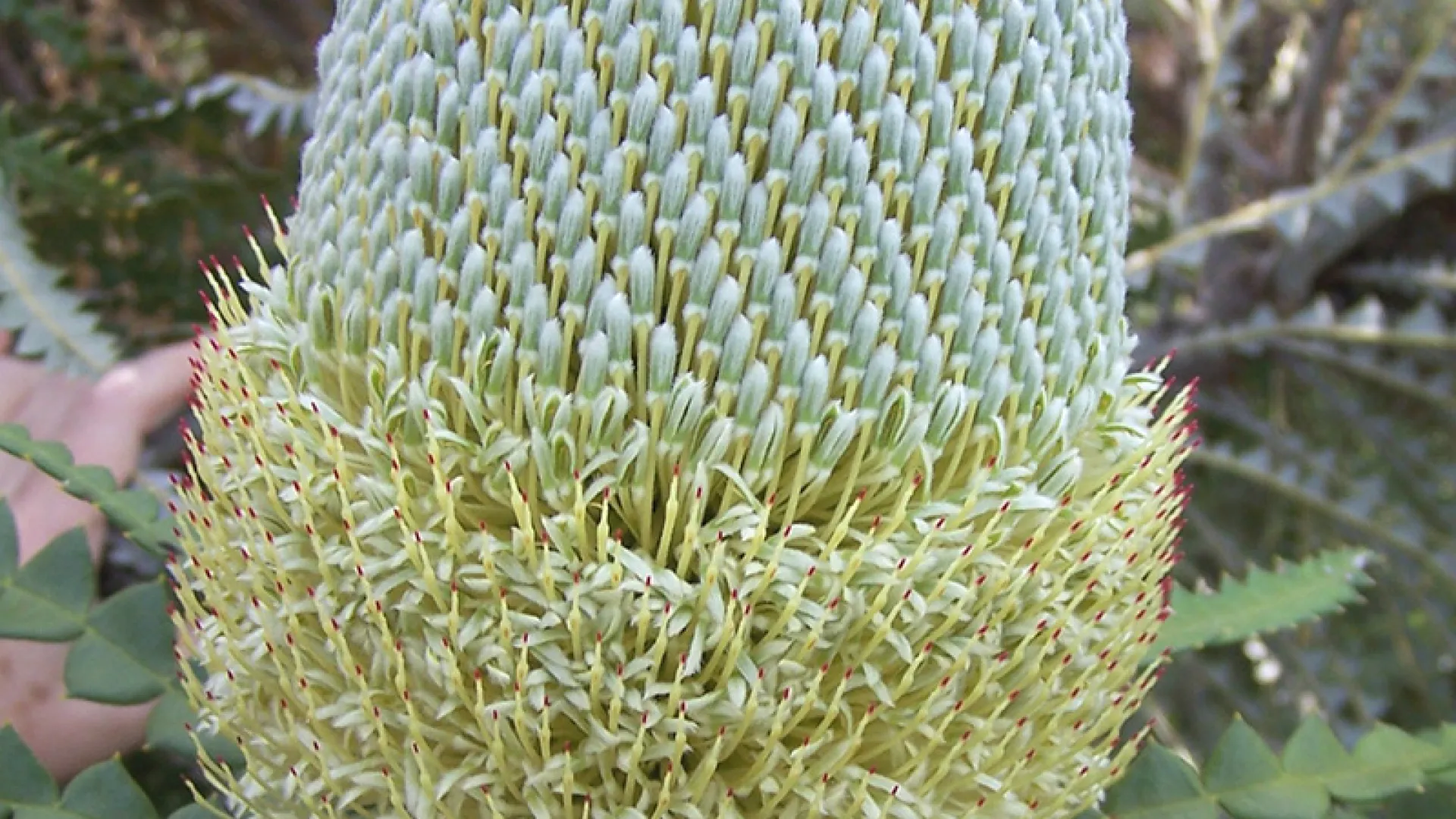 Showy Banksia