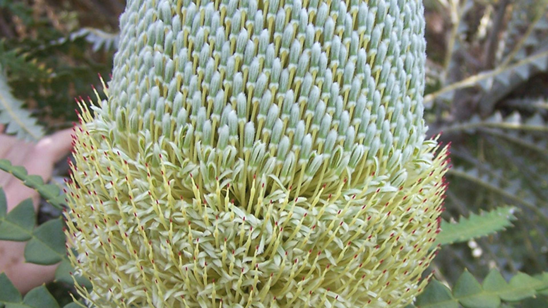 Showy Banksia